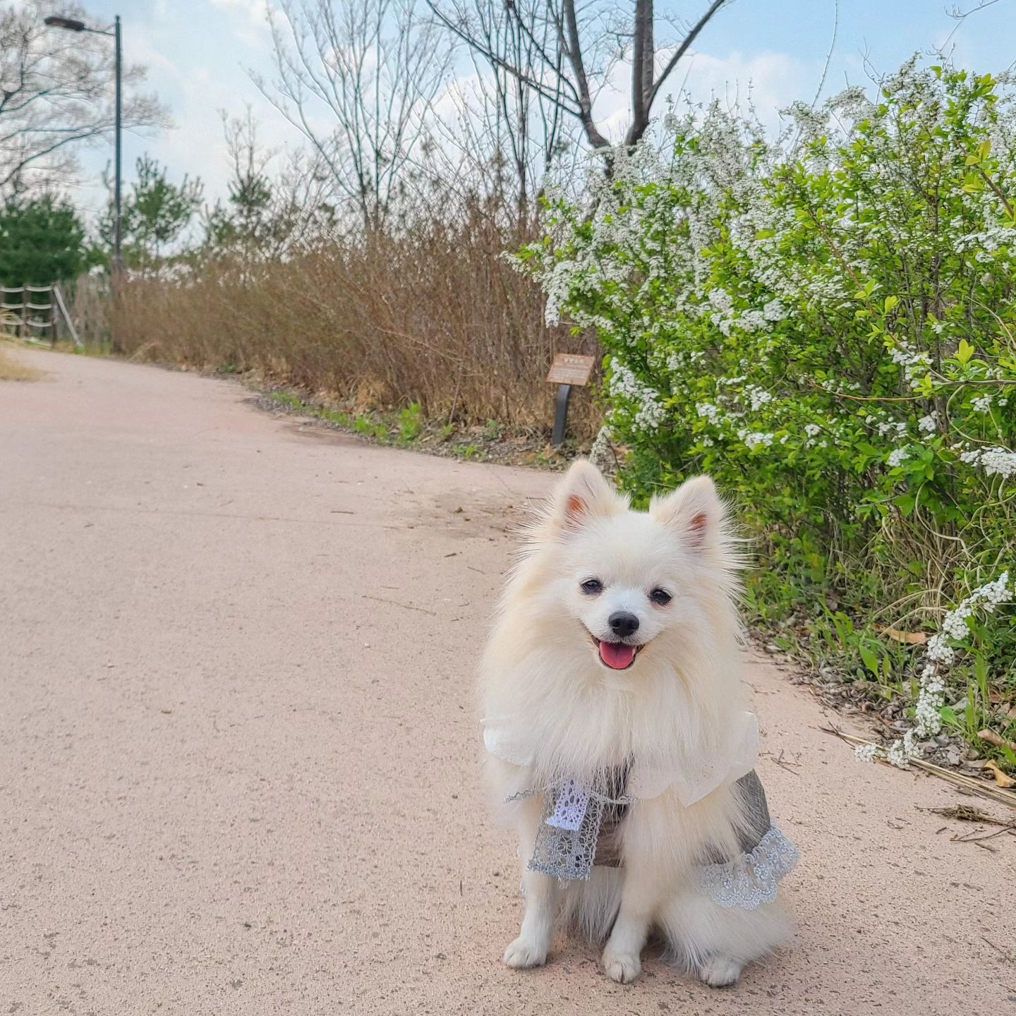 #🐶🌸
세상 제일 신난 멈머미 여기 있어요👐
오전엔 엄빠 병원갔다가 #사전투표 완료!
오후엔 찐빵이와 함께 보내는 #개이트 시간🙂

날씨가 이제 정말 #봄이왔나봄
맑은 날씨, 좋은 바람, 따스한 햇빛☀️
여기에 플러스로 사랑하는 내 가족🙋‍♂️🙋‍♀️🐶

행복한 찐빵이네 가족😝❤️‍🔥

-
#오산완 #오늘산책 #동네마실 #간단피크닉 #대성공