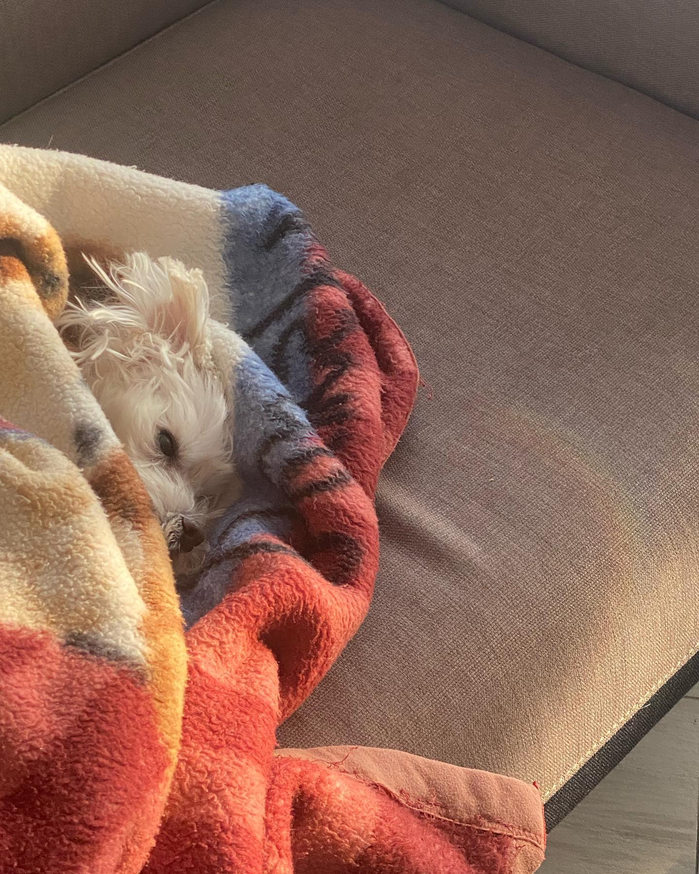 내새꾸 내 최고단짝 이토르🐶👋🏻🤍🌈
토르가 나랑 인사하고 가려고 아침에 내품에 안기더니 조용히 마지막을 함께해주려고 기다려줘서 고마워🥲
토르가 가는줄 아는지 머리위에 무지개가 떠서 토르가 잘 가고있구나 싶었어 춥지만 날도 좋은데,,,
갑자기 아파서 2년이라는 시간동안 열심히 살아주고 버텨주고 씩씩하게 내 옆에 항상 매순간 있어줘서 너무 고마워🫶🏻
다음생에도 내 단짝해주고 그때는 맘껏 뛰어놀고 내가 만들어주는 간식도 맘껏먹고 약도 안먹고 주사도 안맞고 건강만 해줬으면 좋겟다!!
이제는 내방에 같이 자고 맨날맨날 인사할수있게되었네😉
전부인 토르 사랑해 꿈에서 자주보자🤍
🐶이토르🐶20160318 - 20221220