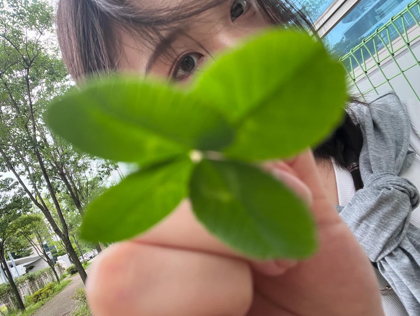네잎클로버
(특징 : 발견하자마자 행운 많이 나눠줘서 행운 없는 네잎클로버)
