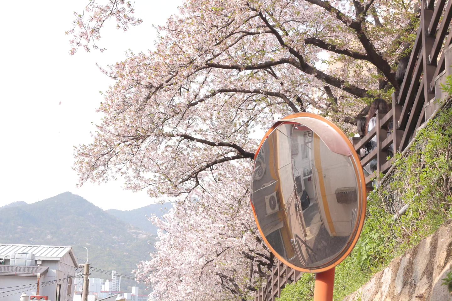 🌸실시간 개금 벚꽃 🌸