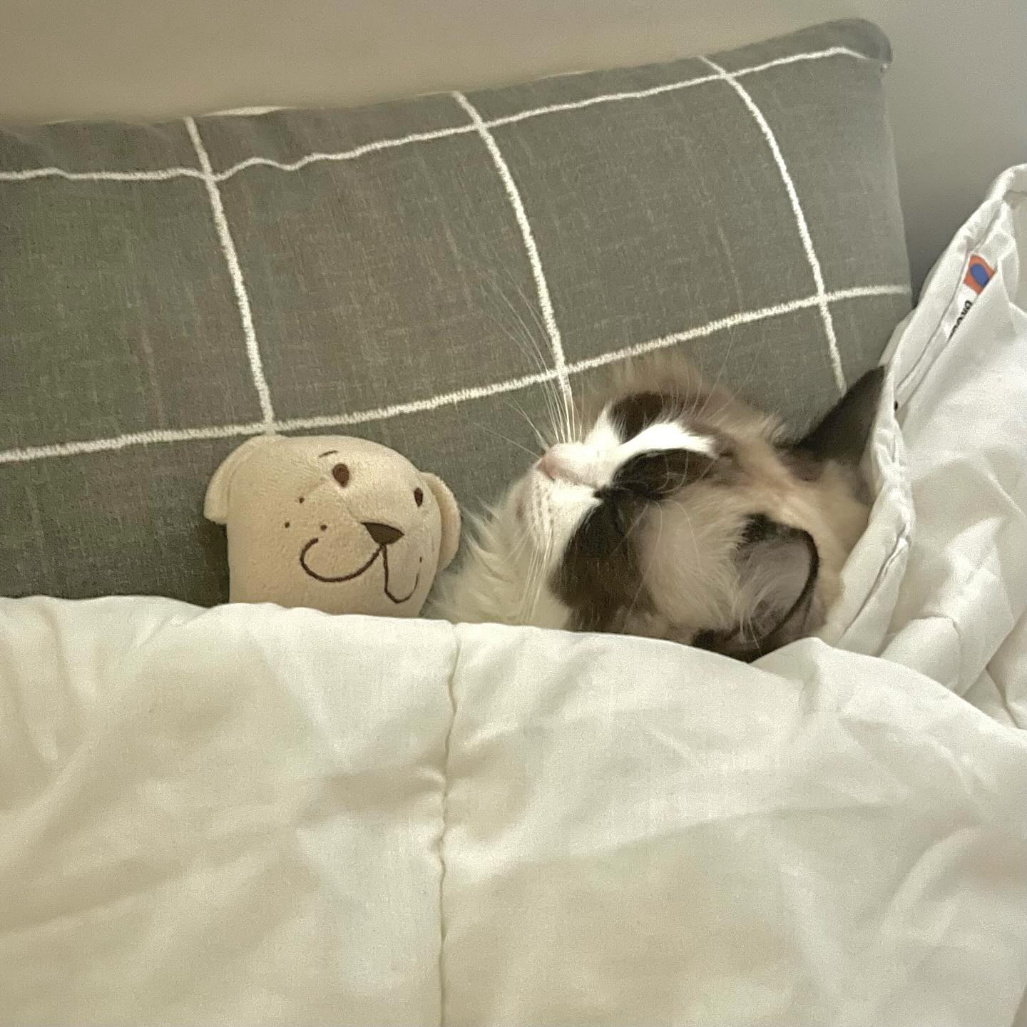 🐱: 나 안 잔다...
집사의 게으름과 인태기로 인하여 인스타 업로드와 소통이 활발하지 못했는데 다시 열심히 해볼게요💪🏻🥲
.
.
.
.
.
#냥팔 #냥팔맞팔 #냥팔환영 #랙돌 #ラグドール #布偶貓 #반려묘 #냥팔멍팔 #냥스타그램 #단풍이 #냥소통 #귀여운동물 #렉돌 #소통 #미묘 #미묘냥 #좋아요 #고양이 #고양이일상 #cat #🐈 #catstagram #냥스타그램 #🐱 #집사맞팔 #좋아요 #집사의하루 #소통환영 #초보집사 #랙돌 #애교쟁이 #고영희