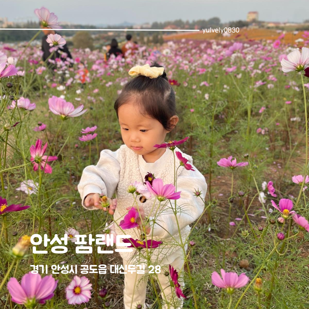 #안성팜랜드 #안성팜랜드아이랑

핑크뮬리로 유명한 안성팜랜드!
생각보다 동물들도 많고 놀거리도 많아서 깜짝 놀랐어요 

무엇보다 내부가 엄청 넓어서 애들 에너지 뺴는데는 진짜 직빵!
사진도 잘 나오지만 아이들이 빨리 지칠수있다는점..ㅋㅋ

안에서 파는 음식들은 밖에 가격 두배!
진짜 배고파서 쓰러질거 같지 않으면 드시지 마세요 ㅎㅎ

❤주소 : 경기 안성시 공도읍 대신두길 28
❤영업시간 : 10:00 ~ 18:00
발권마감 17:00
❤주차가능
