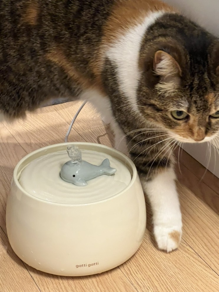 가티가티 고양이 정수기 너무 귀여워