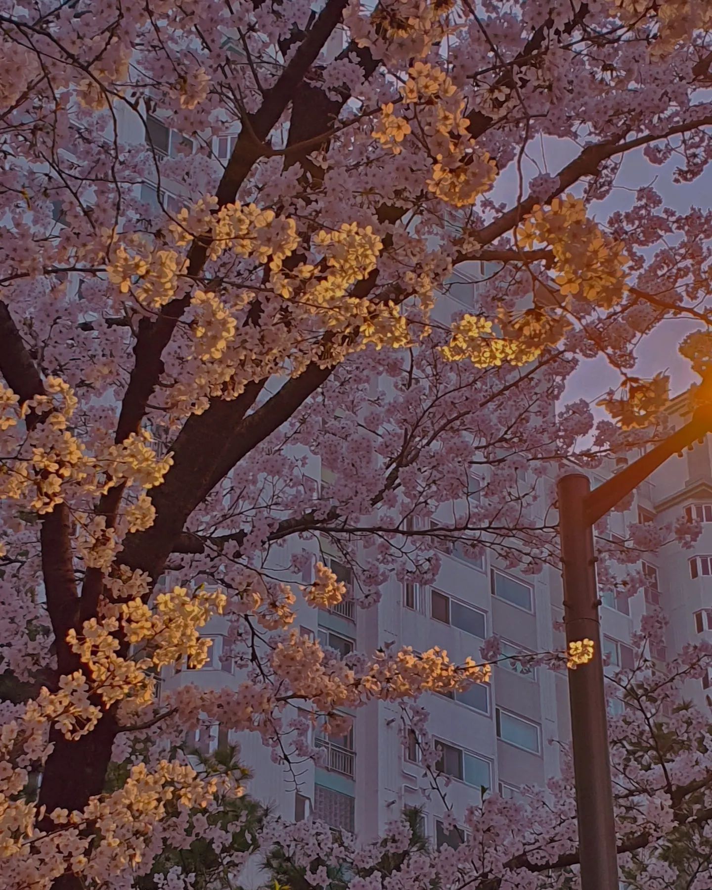 𝑰 𝒍𝒐𝒗𝒆 𝒔𝒑𝒓𝒊𝒏𝒈 🌸