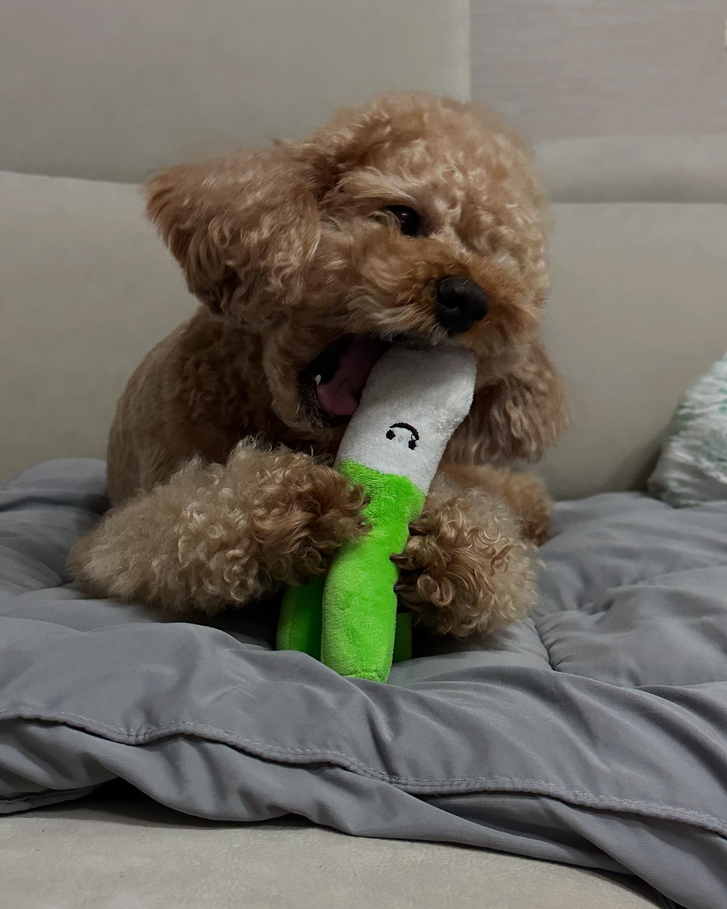 파인형은 야무지게 물어재껴야 제맛이그든요🐶🐶