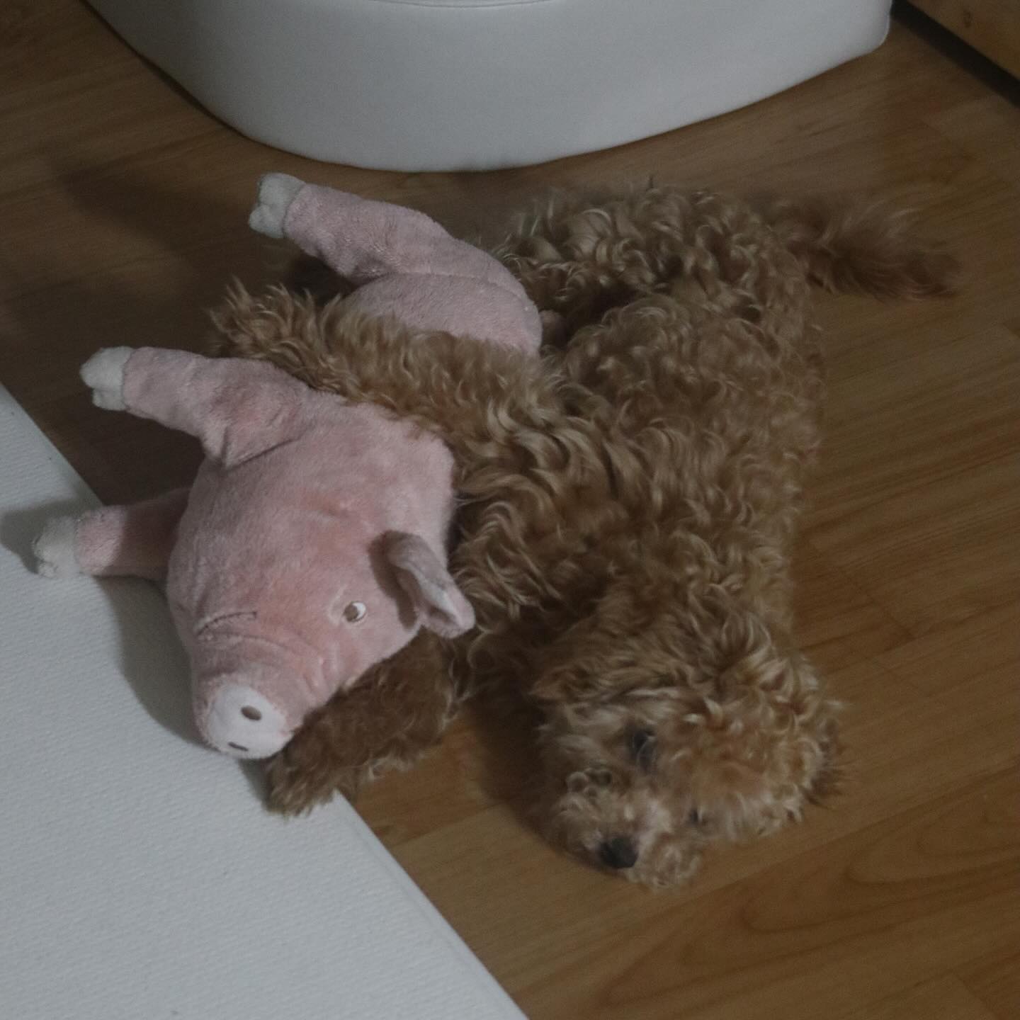 돼지 소듕해...🐷
 
백미최애 돼지인형
엉아한테 안뺏길려고 안고 자는 중ㅋㅋㅋ🤣
 
#백브로 #크림말티푸 #귀여운강아지 #둘째는사랑입니다 #다견일상