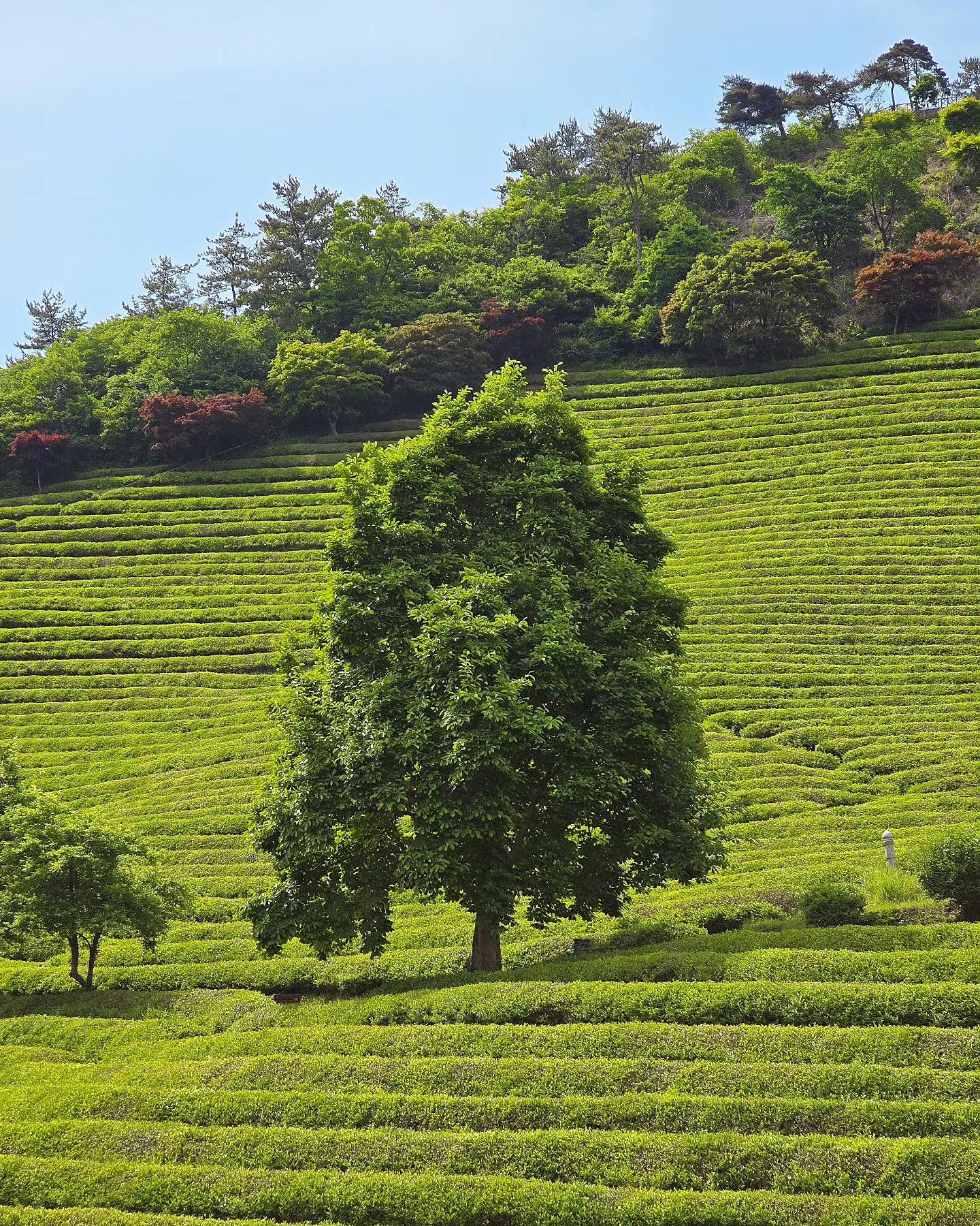 보성녹차밭🌳 
파릇파릇 싱그러움!