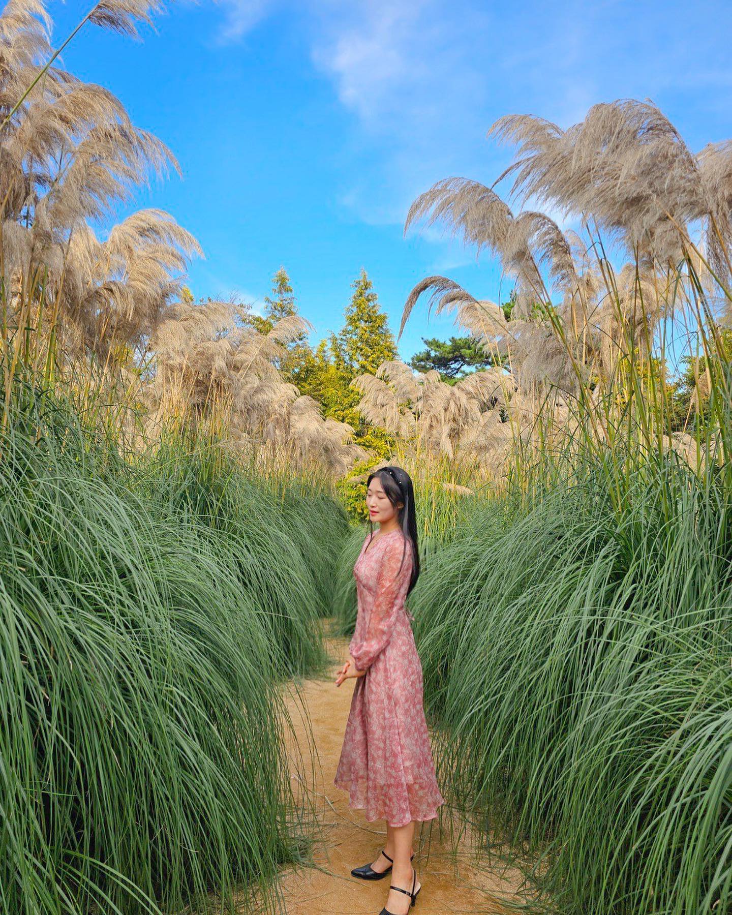 🌾태안에서 산책하기 좋은 #청산수목원 

팜파스축제라 많을 거라 생각했는데
적어서 이게 뭔가 했지만
사진은 괜찮은데?😚

#청산수목원 #청산수목원팜파스축제 
#태안여행 #태안가볼만한곳