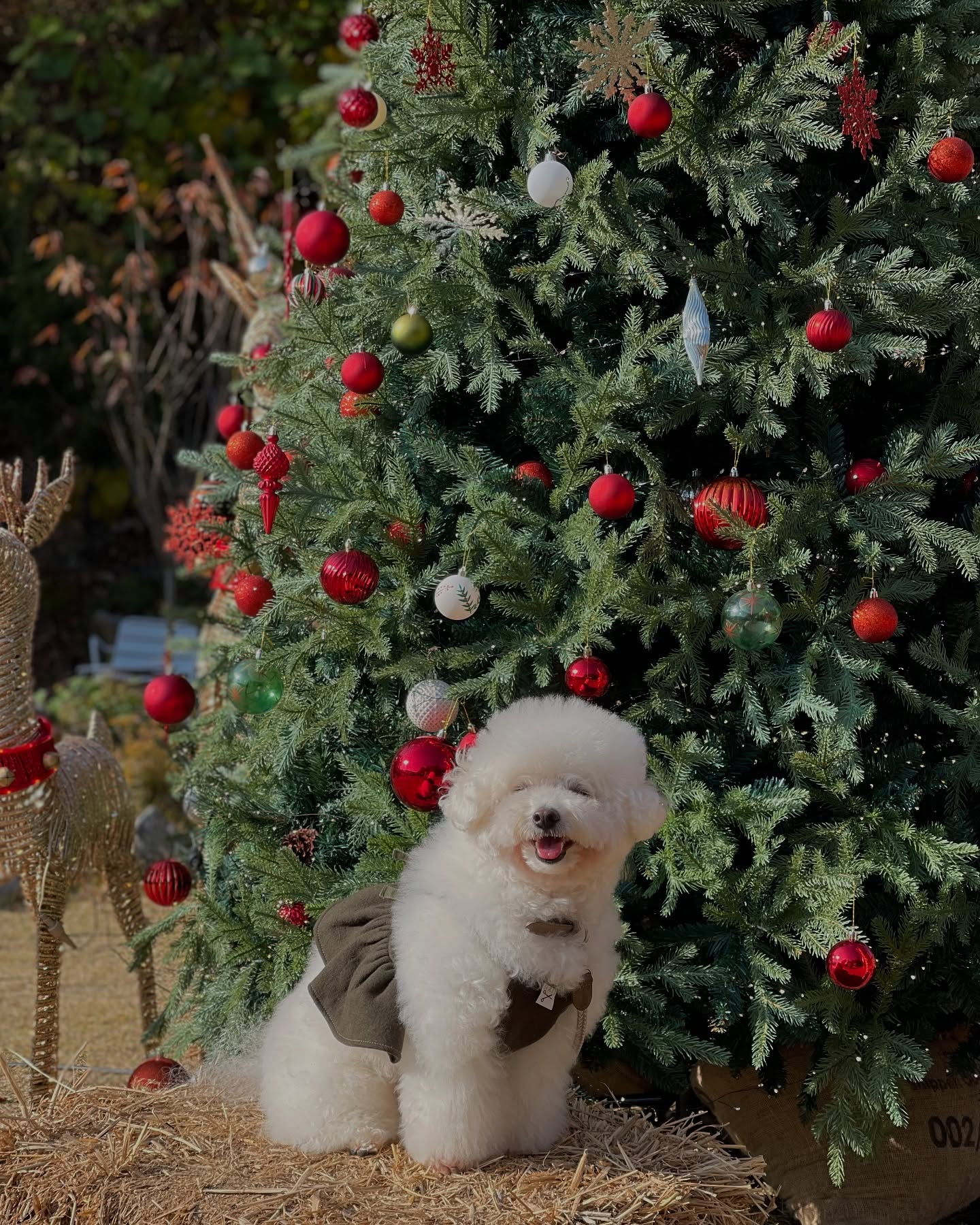 크리스마스 트리 사냥꾼 앙꼬🐶🎄
외할머니랑 이모랑 엄빠랑
커피&디저트 맛집 대형카페 다녀옴🐾
나즁에 민경이 이모네랑 놀러가기 좋을 듯❤️