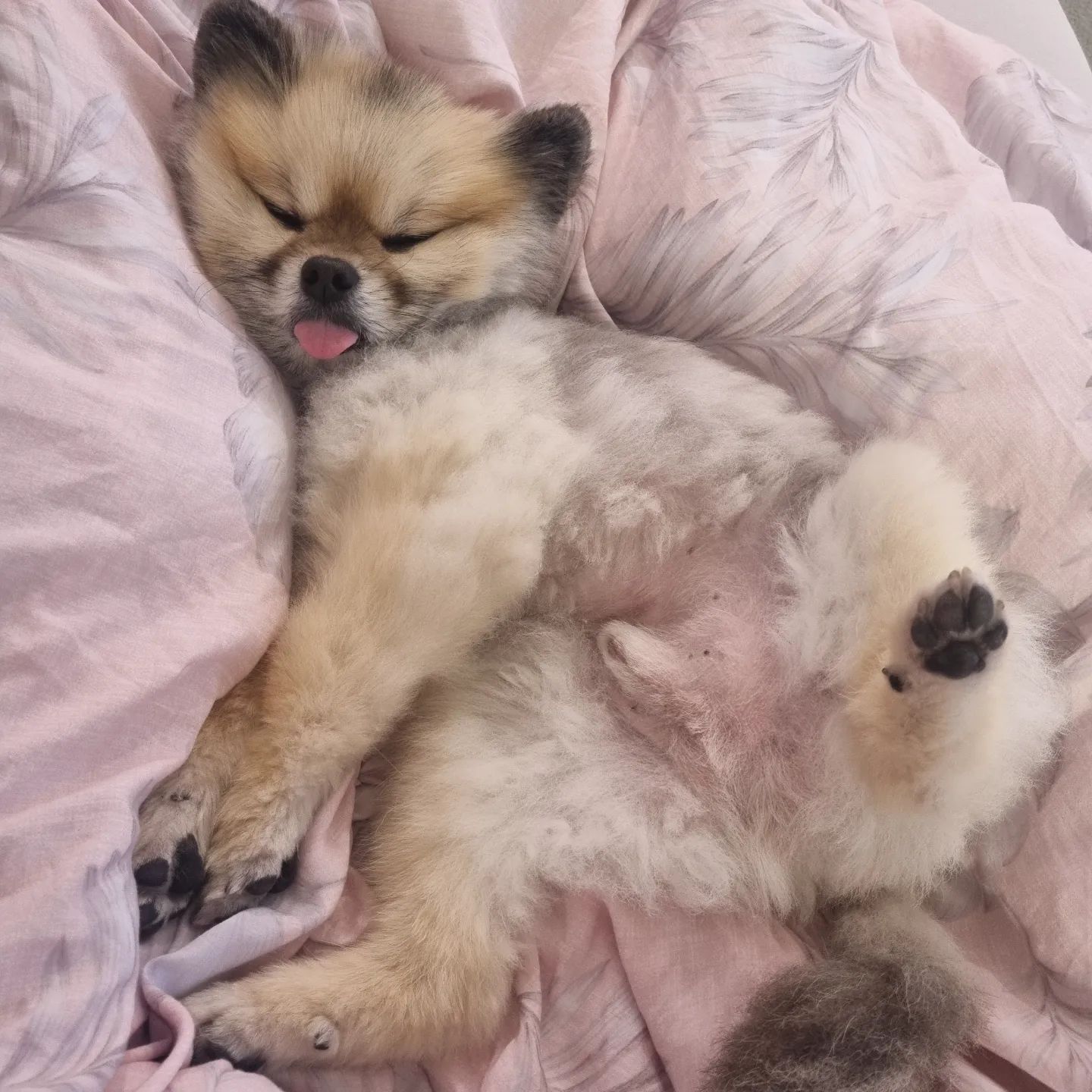 내 꼬튜 쟈랑하면서 자야징🐶

#댕스타그램 #댕팔 #소통 #댕팔환영 #멍팔 #포메 #멍스타 #고추자랑  #팔로우 #팔로미 #pome #follow4like #follow #멍멍이 #댕댕이 #셰이블포메 #곰돌이컷 #강아지 #포메곰돌이컷 #dogstagram #pomestagram #pomeranian #포메사랑