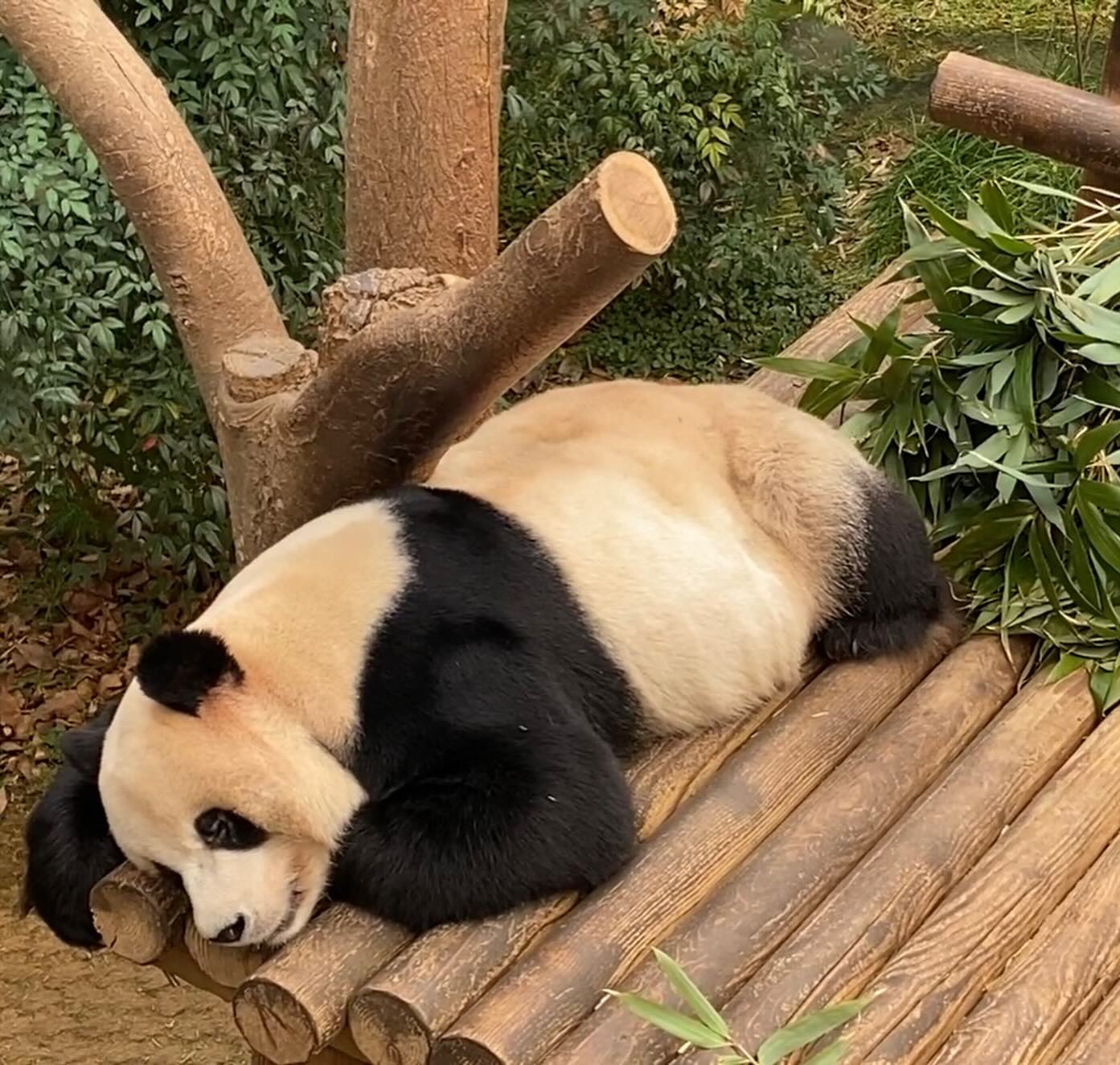 바오 가족🐼🐼🐼🐼🐼
1. 러바오
2. 푸바오
3. 아이바오&루이바오&후이바오