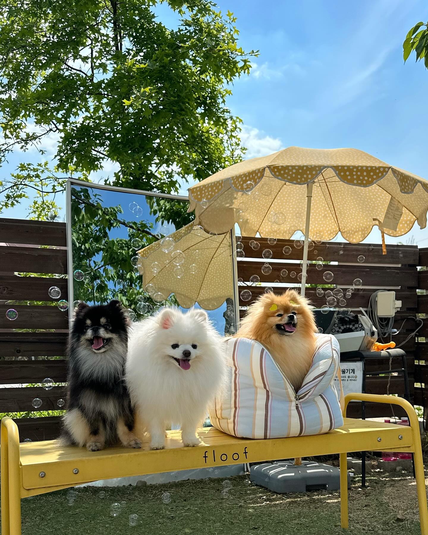 오랜마네 푸리토리랑 햄보칸 시간 -🤍🖤💛