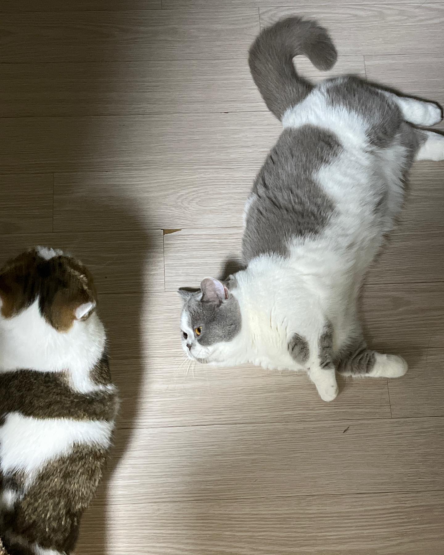 만득이는 질투쟁이라 오빠 만져주면 와서 벌러덩~..

#춘득 #만득 #질투