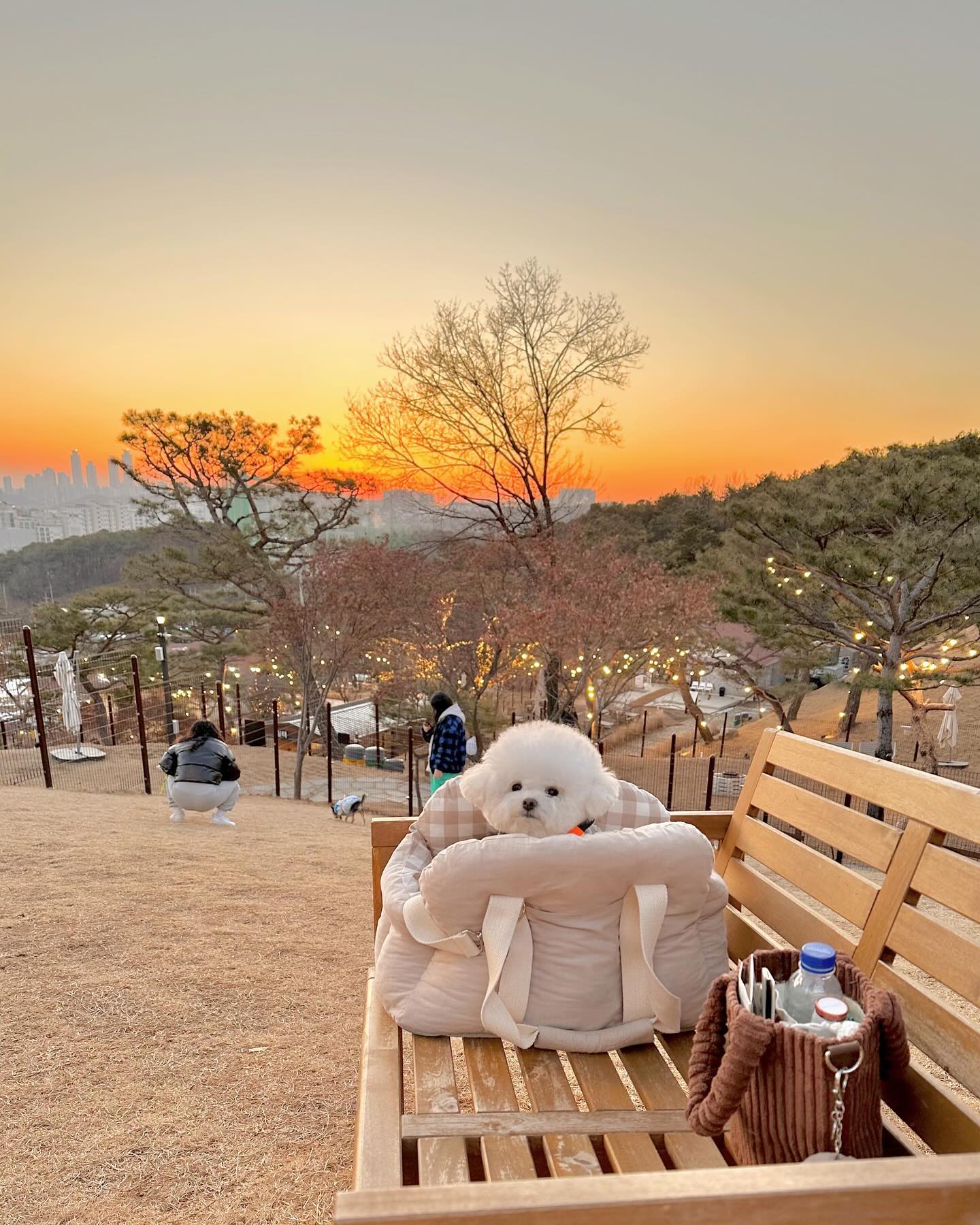 동탄주민도 이제야 가본 노을맛집애카 테일45❤️‍🔥
오픈초기 주말에 주차자리 없어서 입장못하고 돌아온이후로 
또 빠꾸먹으까봐 못갓는데, 이젠 주차자리 넉넉하당😆

< 오늘의 실수 >
1. 오늘은 눈이 녹아서 진흙 바닥인날이었다,,
2. 엄마는 흰롱패딩에 아이보리색 바지를 입고갔다,,,🫠
(다른 애들이 매달릴때마다 비명지름😂)