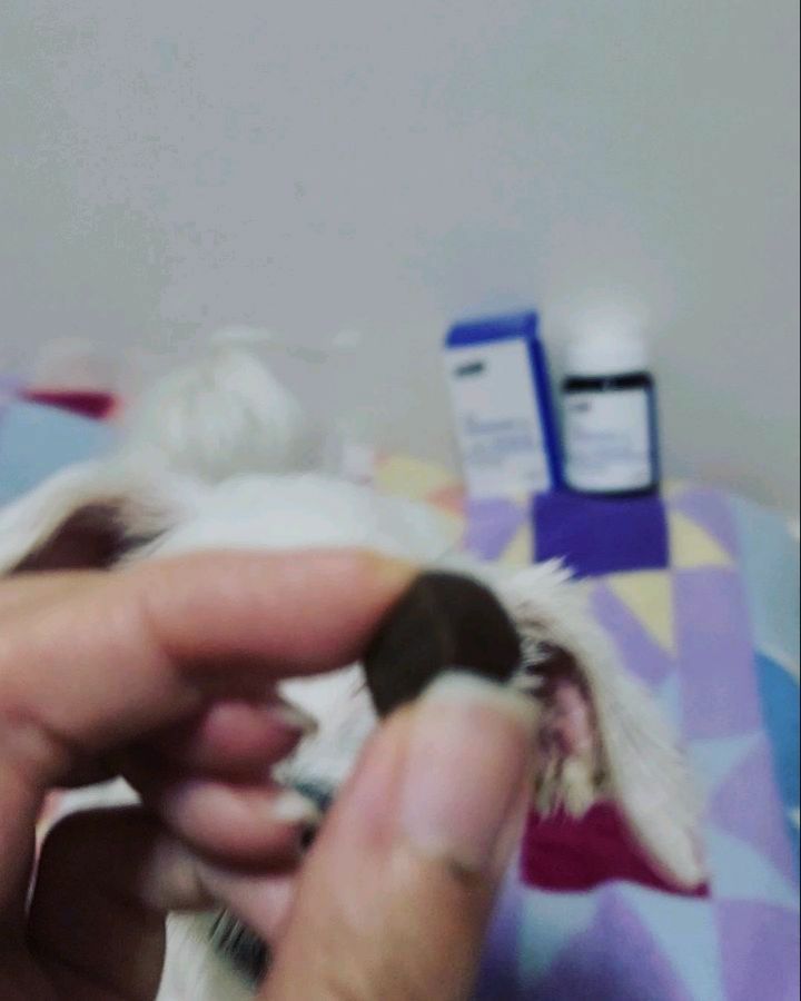 #광고 #제품제공 #협찬 #무료제공

🐶💓

#강아지 #강아지영양제 #고양이영양제 #강아지건강 #패미펫 #패미펫영양제 #패미펫더이뮨업 #면역건강 #반려동물영양제추천 #반려동물영양보조제 #pet #petstagram #instagood #dogfood #atozzoo #아토주 #멍스타그램 #follower #daily #냥팔 #멍팔 #dog #개집사 #일상 #소통 #좋아요