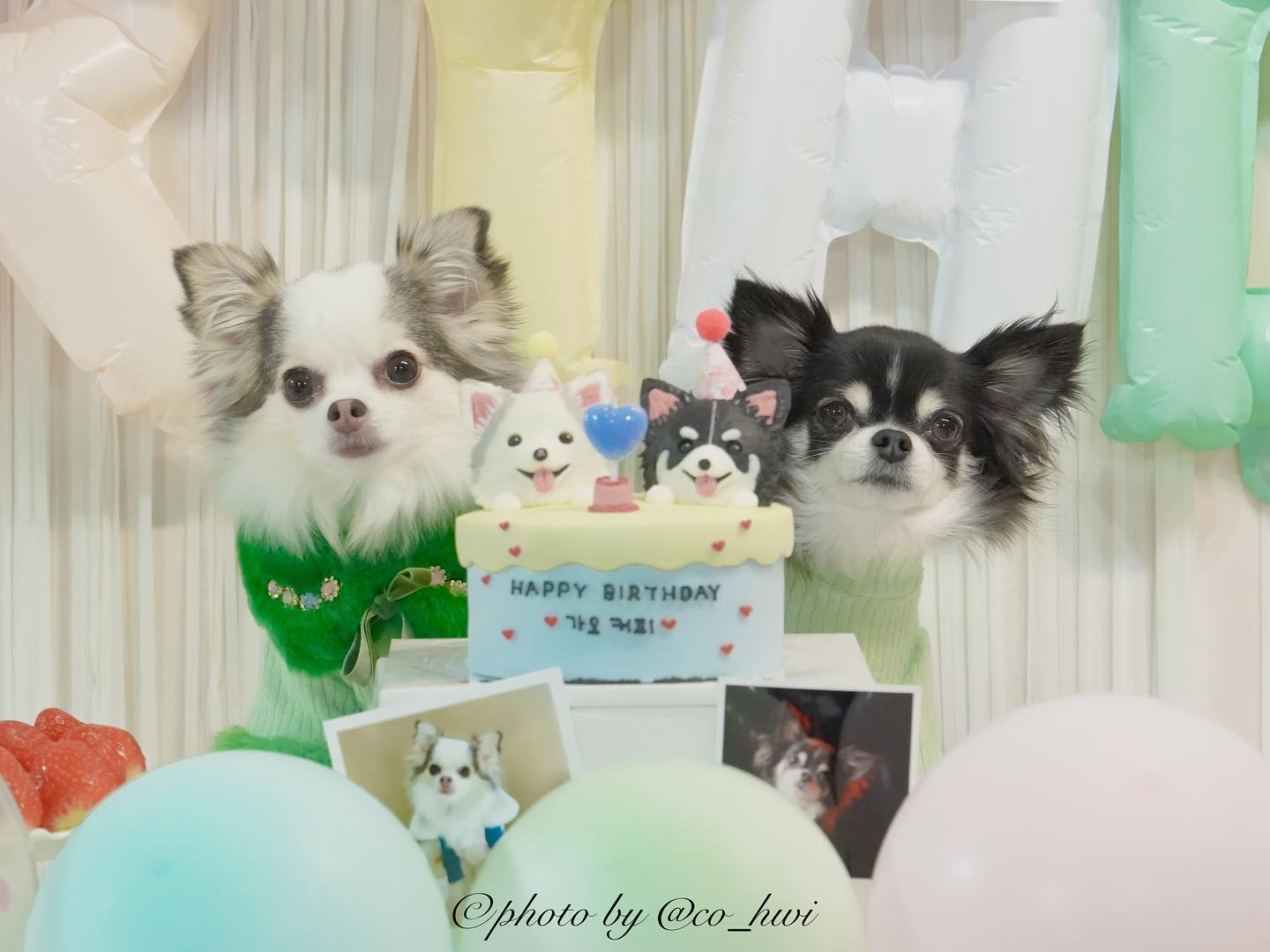 애도라 커피와 가오의 생일파티에 와조서 곰와워 ❤️
9월에 방문해서 완전 반한 팬션! 11m.05d 
누나들이 다녀오자마자 바로 연락해서 예약해뒀다규 🧡
일단 커피와 가오의 투샷부터 💛