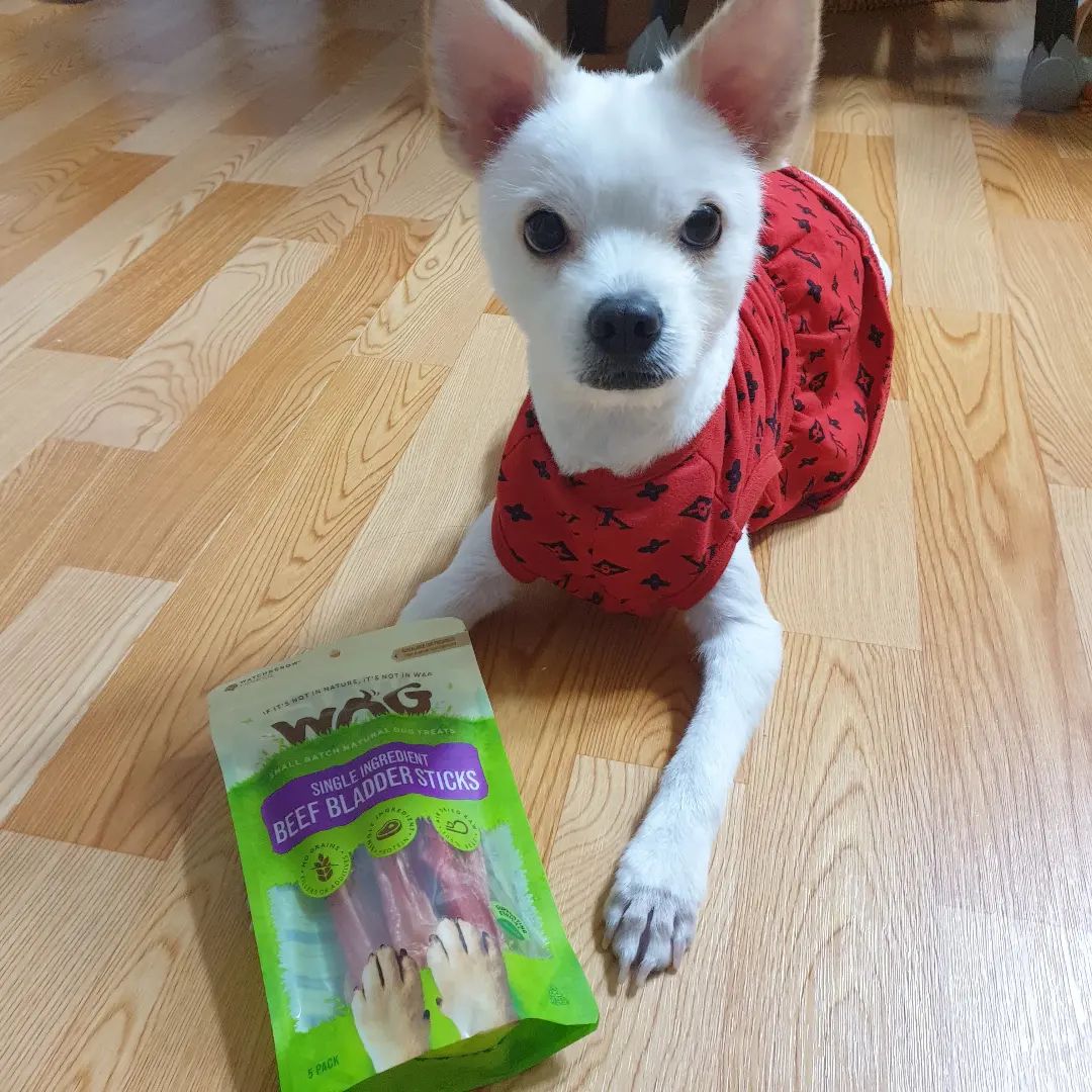요즘 출근할때 꼭 주고가는 선물 받은 간식🐶❤

오스트레일리아 빅토리아주의 HACCP 인증 받은 생산 시설에서 안전/엄격하게 제조한
#강아지간식#오래먹는간식#와그#와그간식#와그소블래더스틱
와그의 모든 간식은 자연건조되고 첨가제, 보존제 등 인공 첨가물 일절 무첨가라 더 좋은100% Natural💕

FDA, 휴먼그레이드,호주 생산, 세이프푸드 인증도 받았고
중금속, 화학물질 등 유해물질이 검출되지 않고 인체에 무해한 성분으로 만들어졌다는
SGS인증까지 받았으니 더 안심하고 급여할게💜