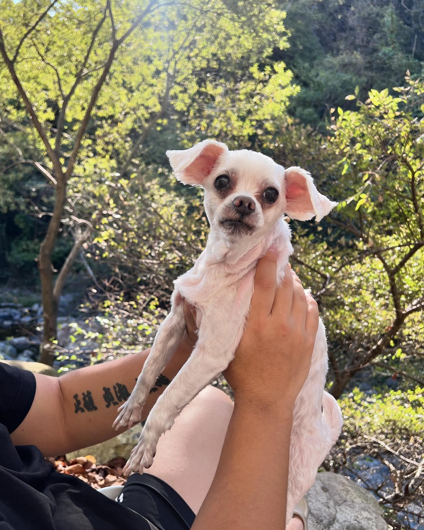 푹쉬다가 집 근처 애견동반카페
바람도 시원하고 너무 좋다 🤦🏻🤰🏻🐶❤️
D-11,, 그 전에 나오자 용복아 👶🏻