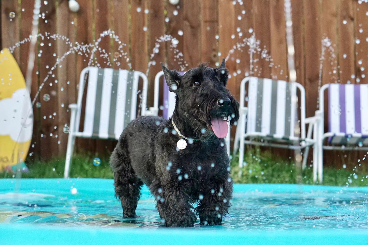 내새끼 화보잖아💙

사진 : mydaughter_ral

#scottishterrier #김까망일상 #댕댕이🐶