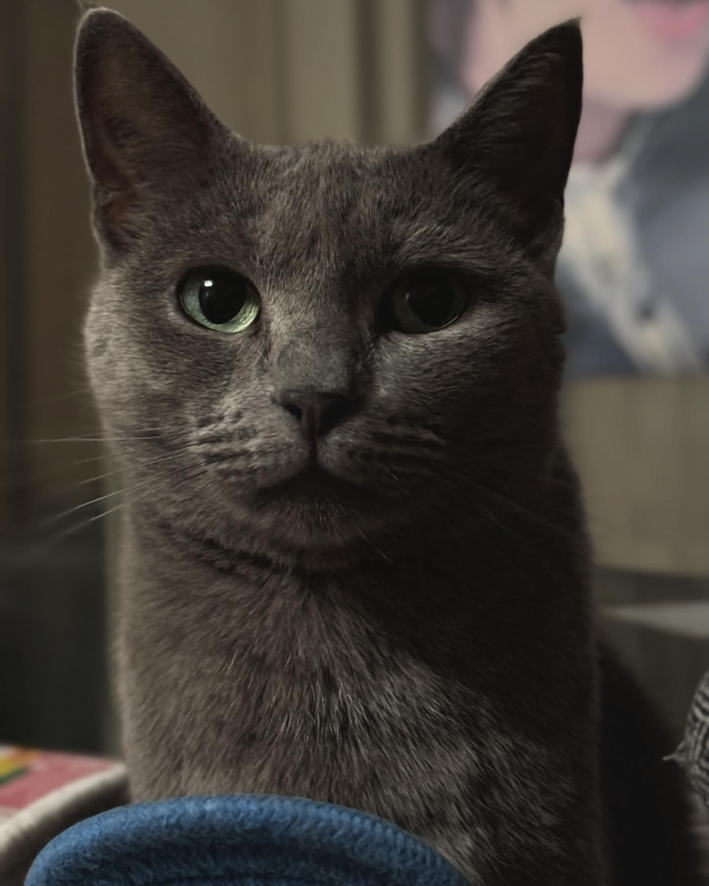 언니가 내일 귀여울거는 남기고 귀여우라그랬지
#고양이