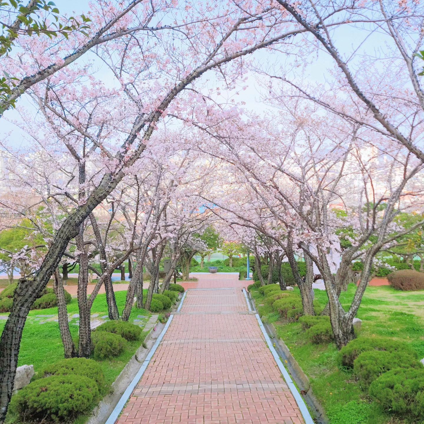 #유달산 #유달산조각공원🌳 #유달산벚꽃