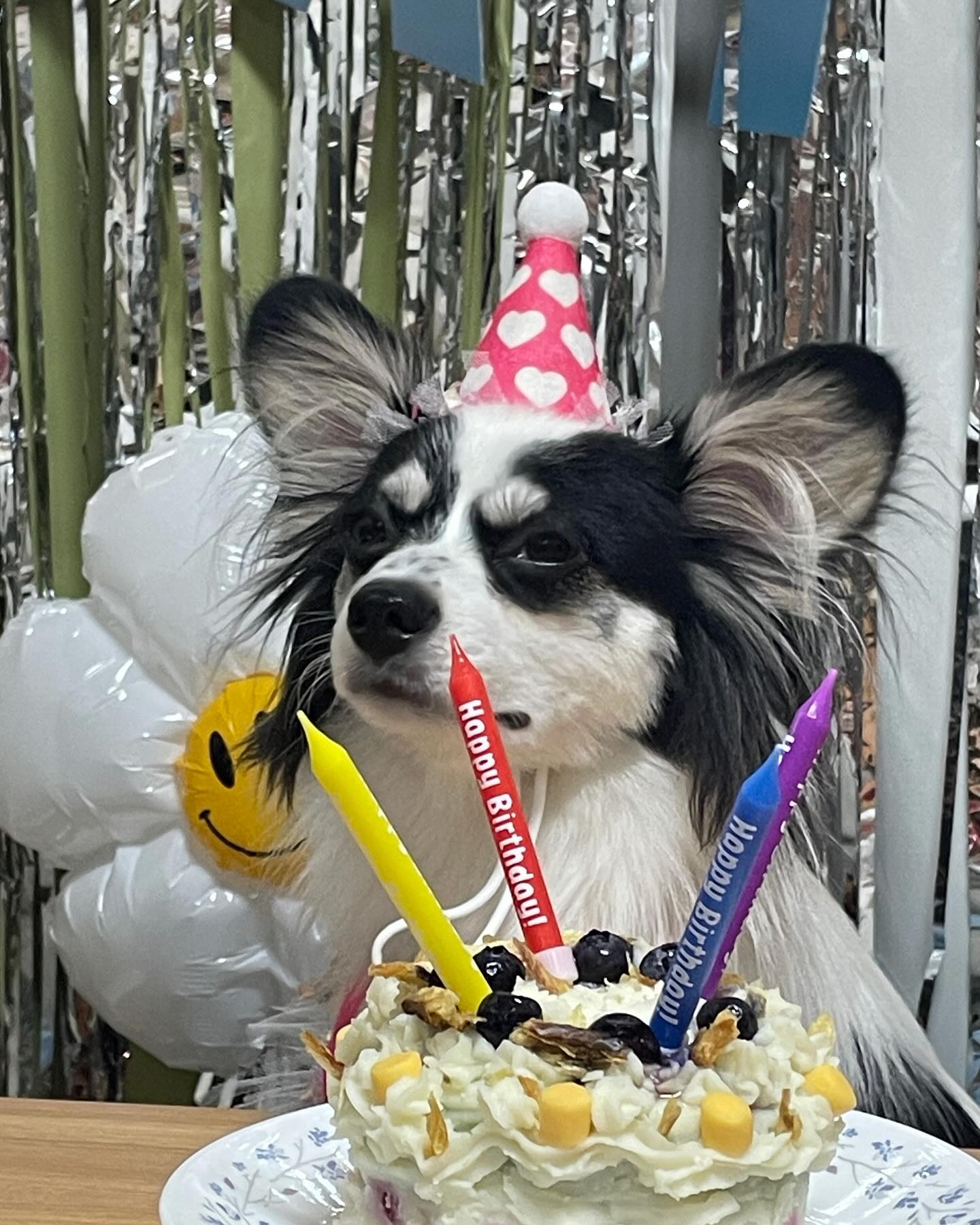 Tony’s Birthday 🎂#베이킹#생일#강아지#케이크