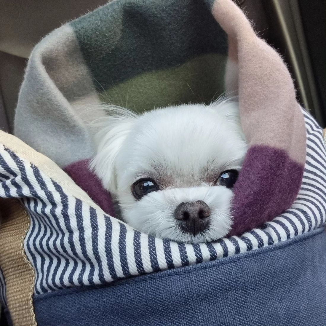 미용 후 개아련...🥹

#maltese #doggy #puppy #dogstagram #dailylook
