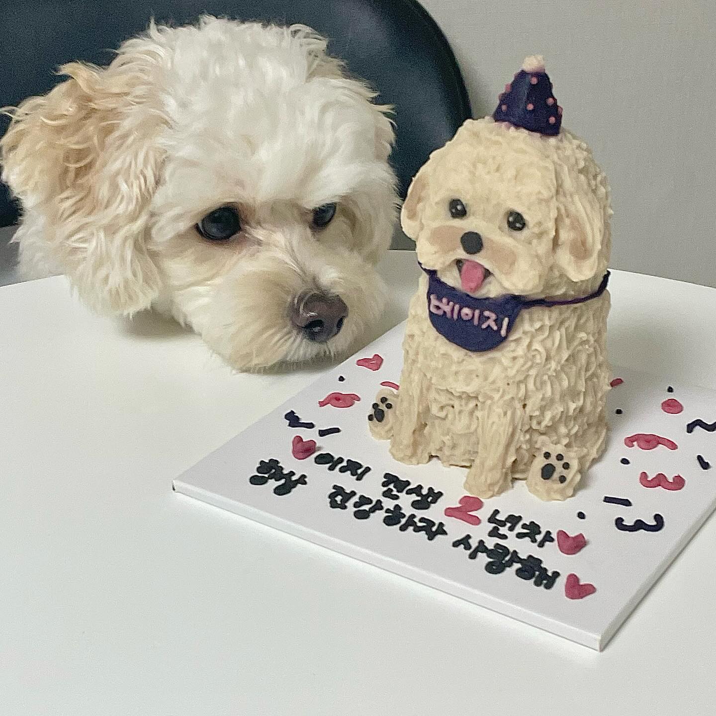 23.12.31 오늘은 베이지 생일이에요◡̈

이지의 견생 2년차 생일을 축하해 ! 
나한테 와줘서 고맙고
더 좋은거 못해줘서 미안한마음과 함께, 할수있는 최선으로 해주려생각하고 챙겨주려하는데 전해지고있을지 모르겠다.
바쁠땐 한켠에 항상 베이지가 아른대고 집오면 눈가촉촉 달려오니 내 휴무는 최대한 같이 놀러가쟈 열심히 해볼게!
깡총깡총 뛰는거 보면 토끼같아서 피식 힐링된다.

무엇보다도 오래오래 아프지 말고 건강하게 옆에 있어 주면 좋겠다.

2살된 생일 축하하고 사랑해◡̈
