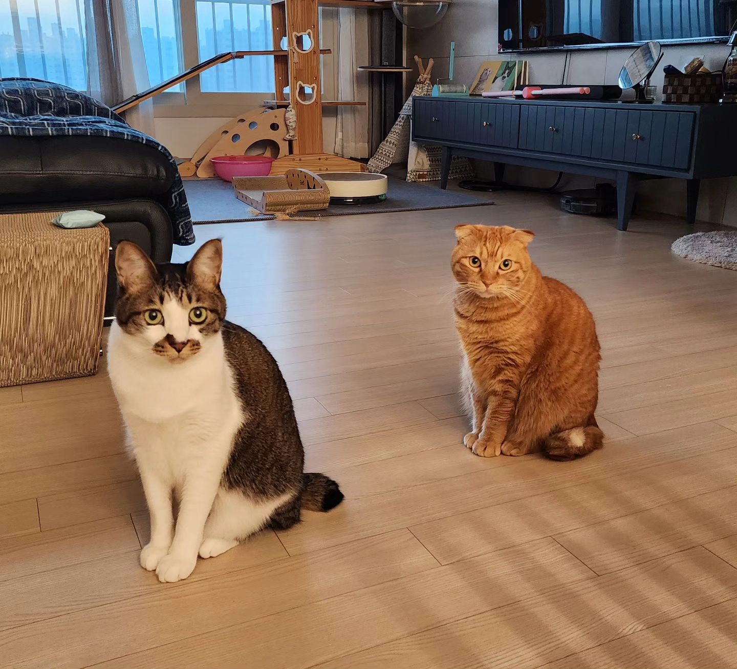 차려엇, 경례!
엄빠 오늘 사냥도 성공하고와🐱🐮

출근하는데 저렇게 배웅해주시는 두 분🥹
기대해... 엄빠 오늘 사냥은 실패없다....

#남매고양이#김토토#김키위#아침배웅#1번#2번#오빠와여동생#토토네토스트#고양이#catstagram#totostoast#엄빠가사는낙