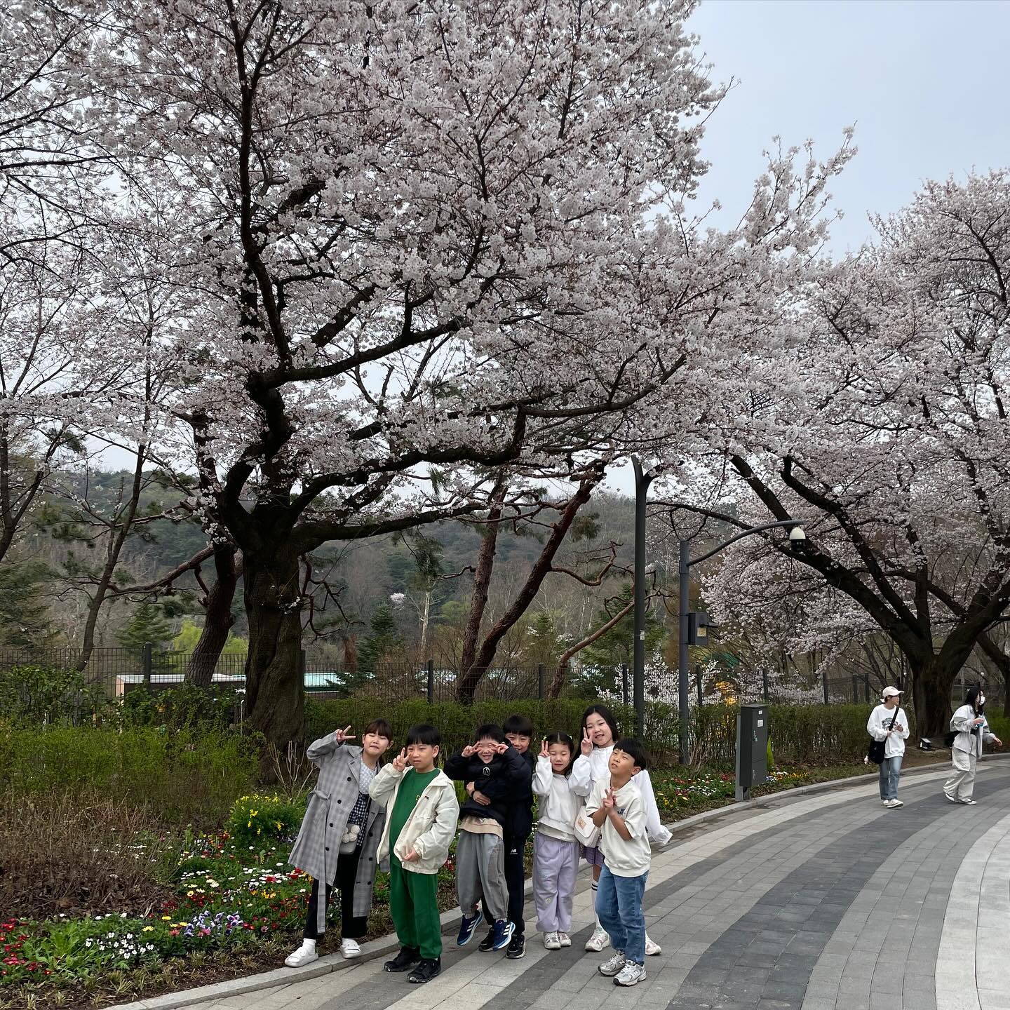 #벚꽃축제🌸 
항상 벚꽃피는 기간은 시험기간이라 제대로 즐겨보지를 못했는데
지유 초등학교 입학하고 친구 엄마들로 인연이된 고마운 언니들이 #서울대공원 으로 지유 납치🌼🤍
친구들과 함께여서 더 신나고 너무 행복했다고 한당🥺❤️
너무 고마운 언니들의 이벤트에 몸둘바를 모르겠던 하루여따🫰🏻
dory2335 인스타 안하는 @쿼카언니사랑해여