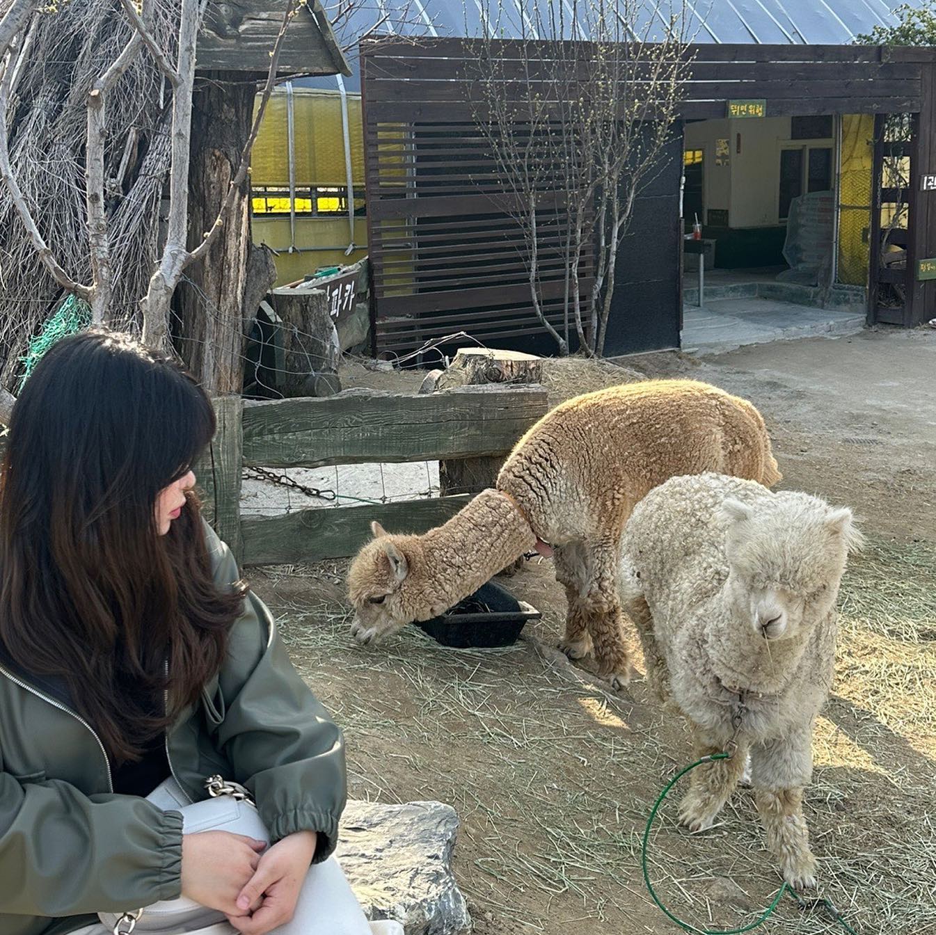 알파카알카파알캎ㅎ알팤ㅋ알칵칵