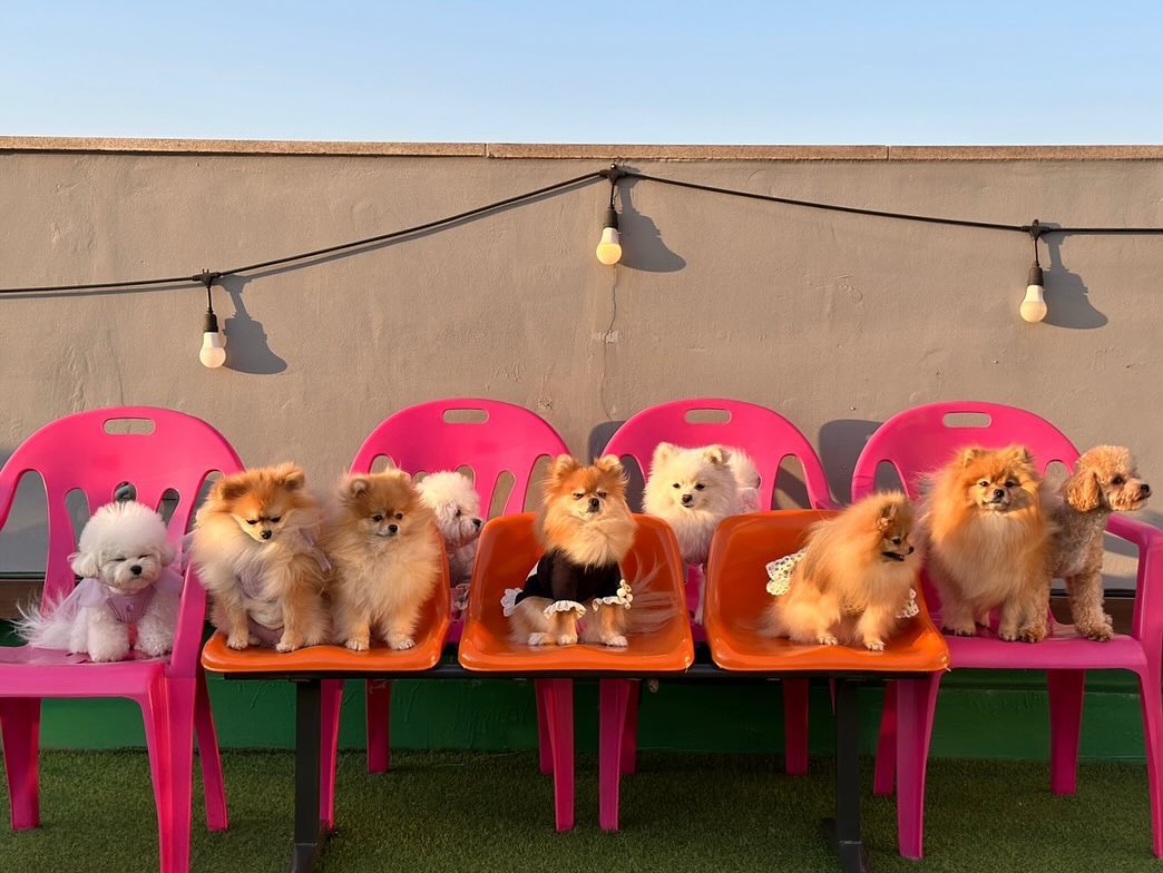 명절도 칭구들과 함께 ! 🐶
모두 새해 복 마니받꾸 건강하게 간식길만 걷짜 우리 ❤️