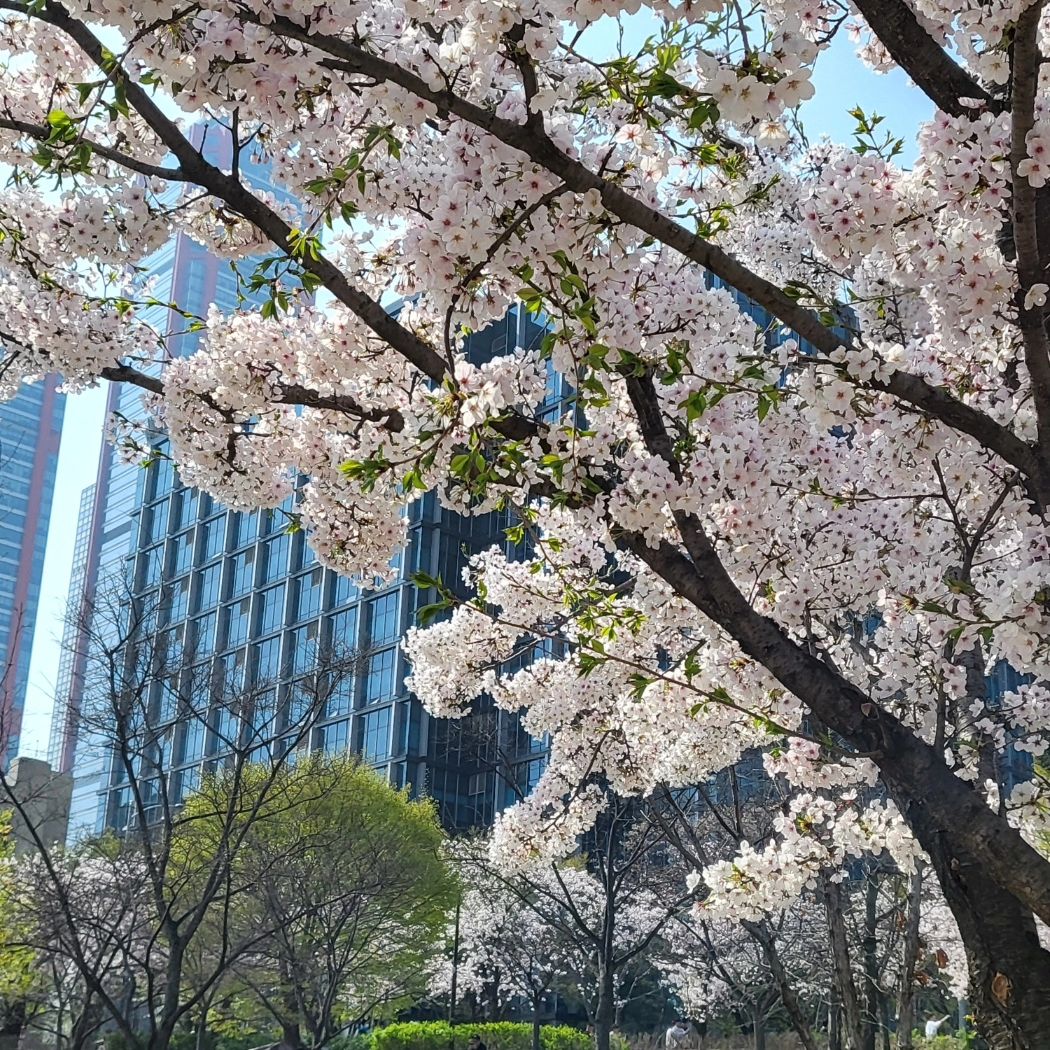 간만에 서울나드리이
날씨좋고 꽃예쁘고🩷
