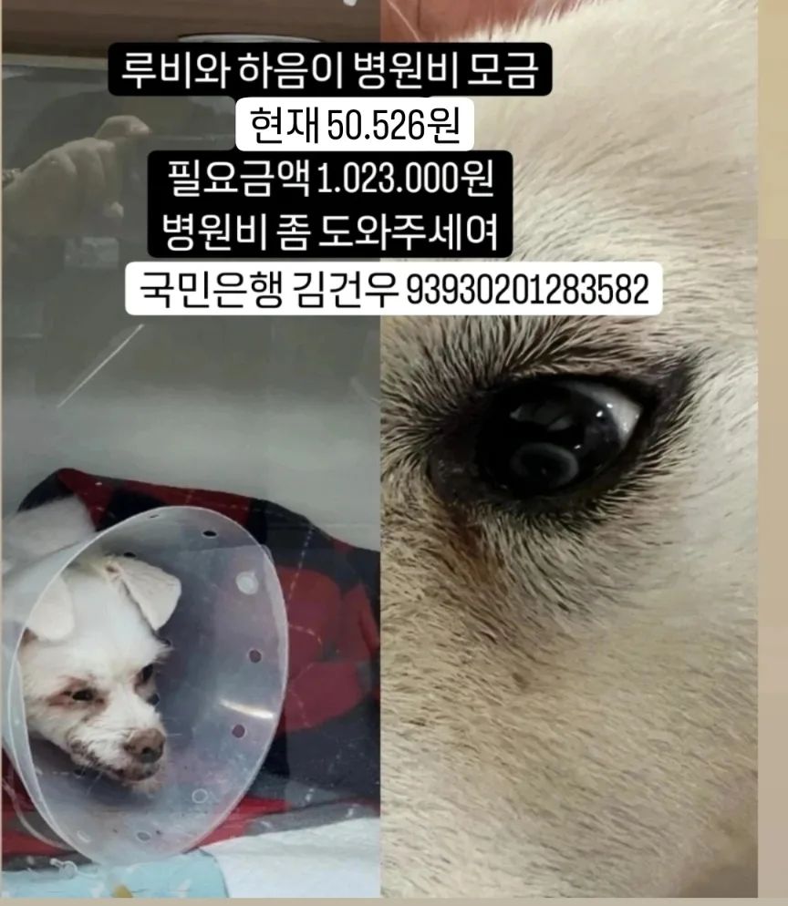 🙏🏻🙏🏻🙏🏻🙏🏻🙏🏻🙏🏻🙏🏻🙏🏻🙏🏻🙏🏻
지난달 발치하고 스케일링 한 루비와
눈검사한 하음이 병원비를 도와주세여ㅠ

✅현재 50.526원
✅국민은행 김건우 93930201283582✅

🙏🏻도와주세여🙇🏻‍♀️

🦋루비 313원
🦋한숙경님 20.000원
🦋루비 213원
🦋오윤경님 30.000원
🦋
🦋
🦋
🦋
🦋
🦋
🦋
🦋
🦋
🦋
🦋
🦋
🦋
🦋
🦋

#무한공유 #리그램 #도와주세여 #도와주세요 #유기견 #유기묘 #유기견입양 #입양 #임보 #입양해주세요 #입양은사랑입니다 #버리지마세요 #끝까지지켜주세요 #가족 #말티즈루비 #백구하음이