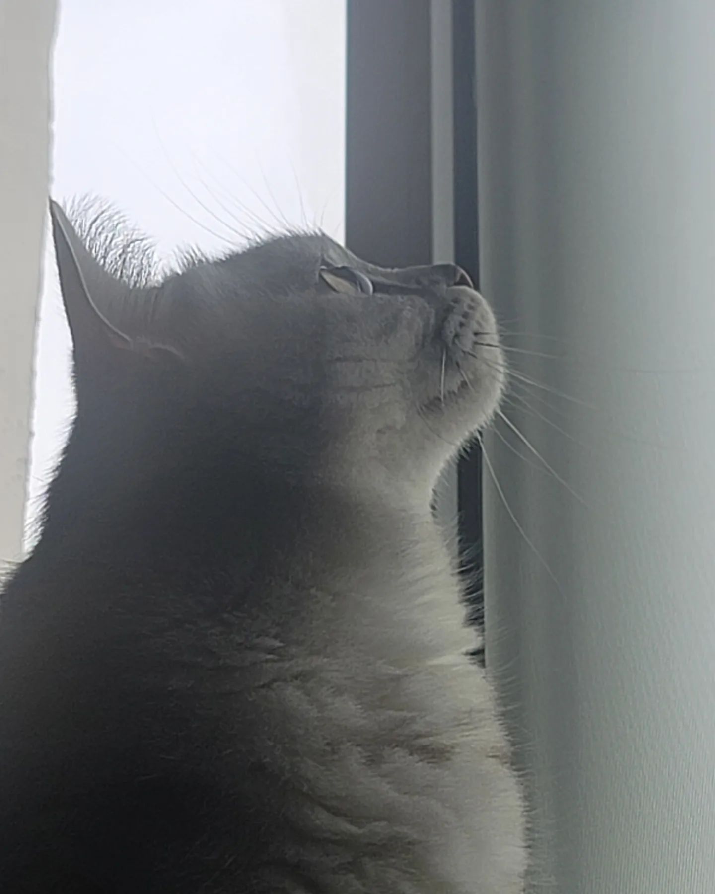 벌레에 진심인 김앵심이
고양이의 옆선은
늘 신비롭다
ㆍ
ㆍ
ㆍ

#고양이 #냥이 #캣  #cat
#cats #집사스타그램 
#집사그램 #스코티쉬스트레이트