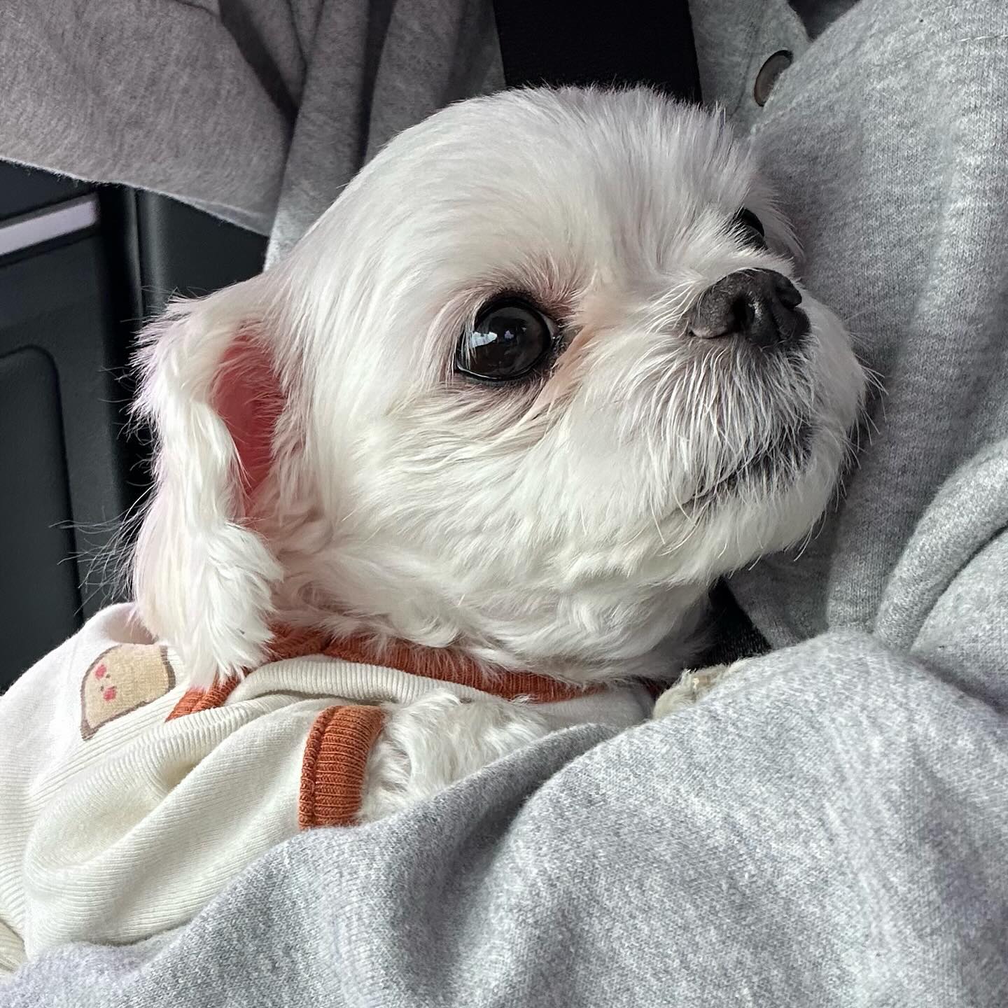 용인가는길✌🏻

#말티즈 #maltese #dog #펫스타그램 #강아지 #반려견