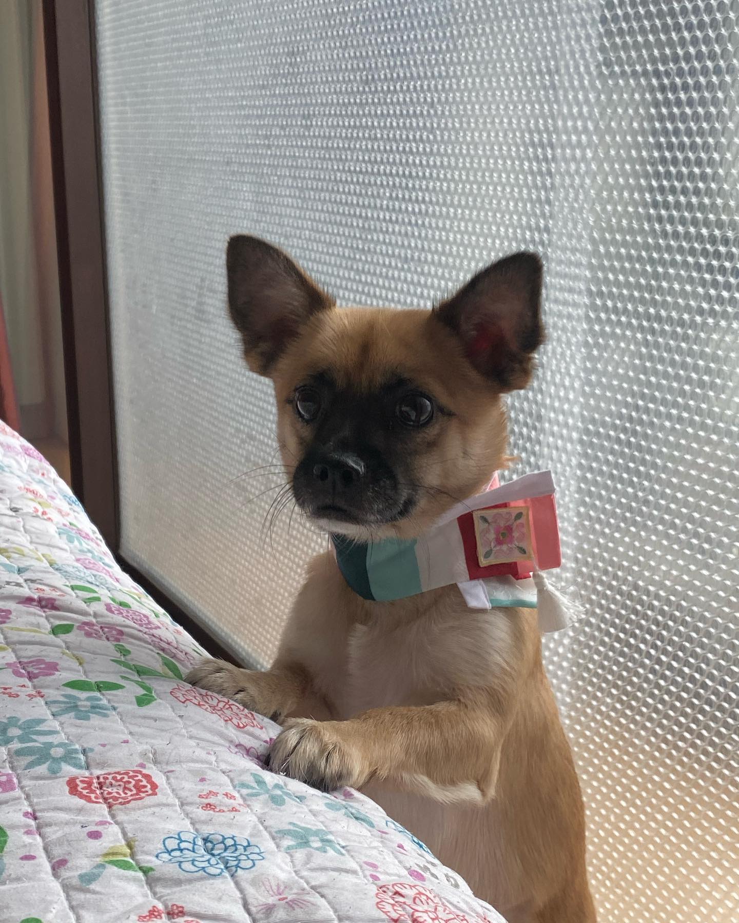 즐거운 추석 보내셨나요들~?
김가의 녹두, 문안인사드리옵니다요🫶
(w/ 옥누나가 선물해준 색동저고리 감사🧡 celine__jade )

#동보연녹두 #멍팔맞팔 #추석 #dogstagram