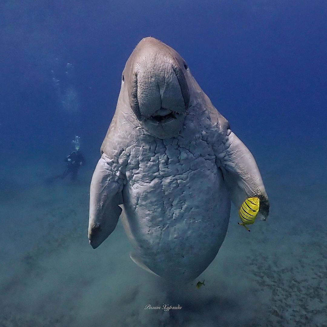 “You’ve come to the wrong neighborhood bro” 🦭.
The dugong is a medium-sized marine mammal. It is one of four living species of the order Sirenia, which also includes three species of manatees. It is the only living representative of the once-diverse family Dugongidae; its closest modern relative, Steller’s sea cow, was hunted to extinction in the 18th century.
📸 by romanhurghada
#sea #underwater #nature #ocean