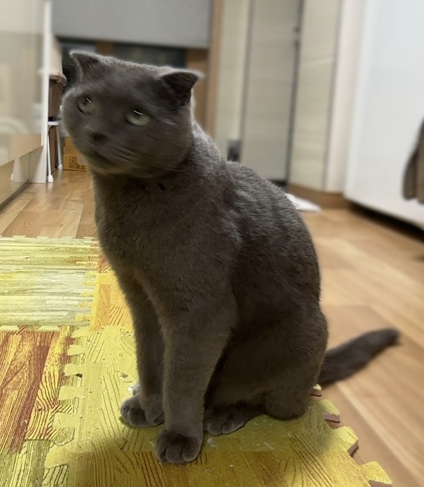 표정 귀여워☺️

#회색고양이 #graycat