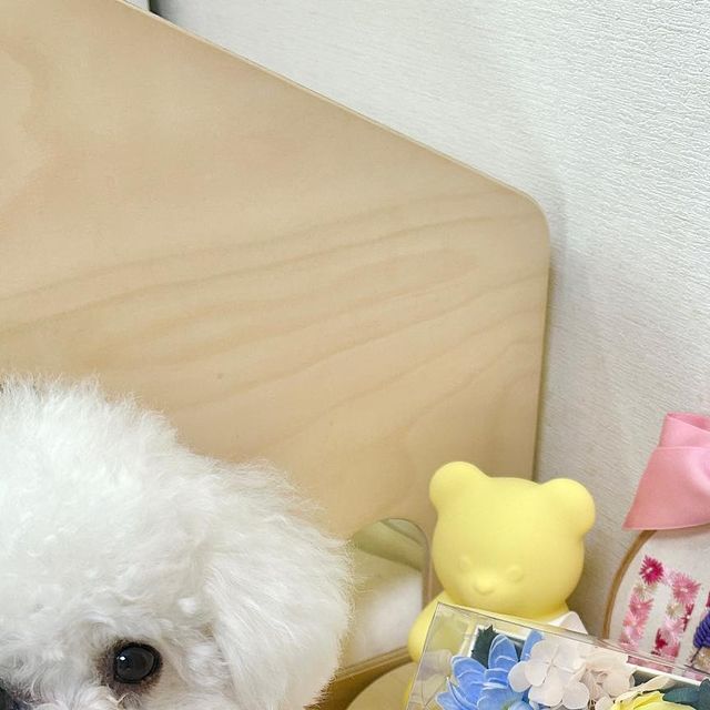 토이푸들 miro🤍 on Instagram: "💐#협찬 오른쪽 카드를 잡아당기면 용돈이 챠르르 펼쳐지는 용돈박스에요 미로네는 따로 용돈 채우진 않구 포토존에 놓아두었는데 컬러감도 예쁘죠? 비누꽃이