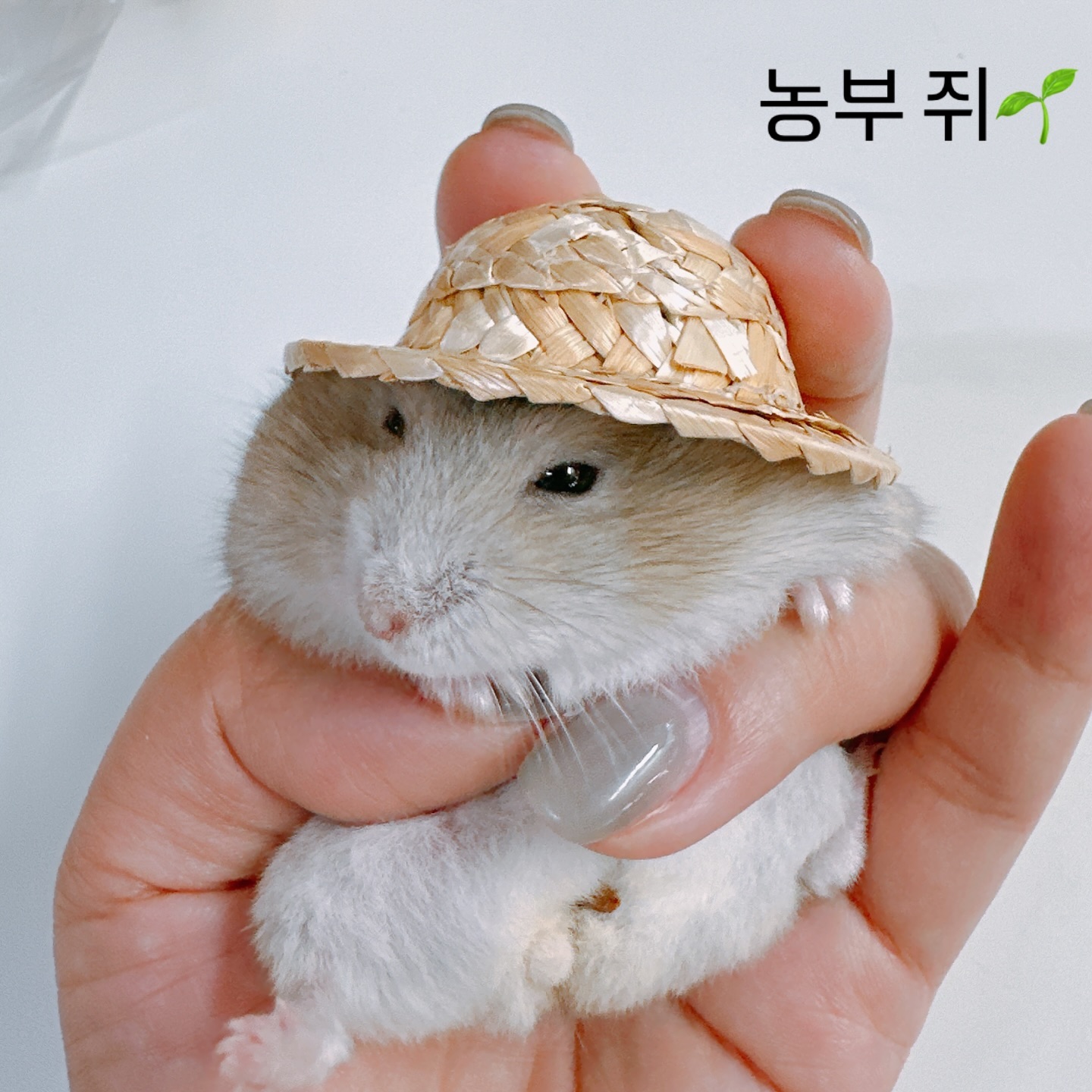⠀
⠀
나능 농사 짓는 농부 쥐🐹 귀엽쥐🐹 찍찍
⠀
⠀
#햄스터 #hamster #햄집사 #cheese