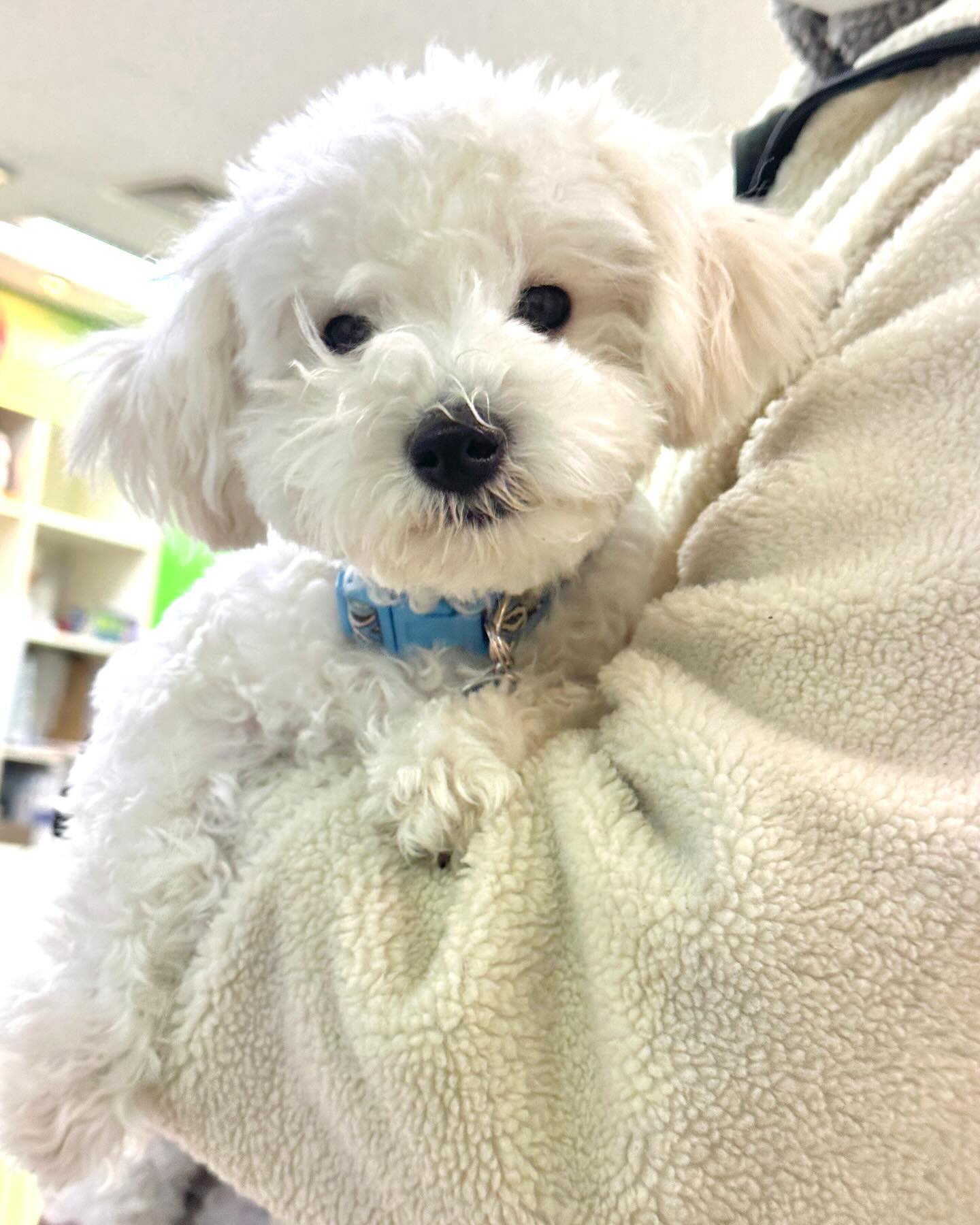 꿈이는 병원 무서우니까
아빠한테 꼭 안겨있을거야~~!!!
🦷새 이야 얼른 자라라🦷