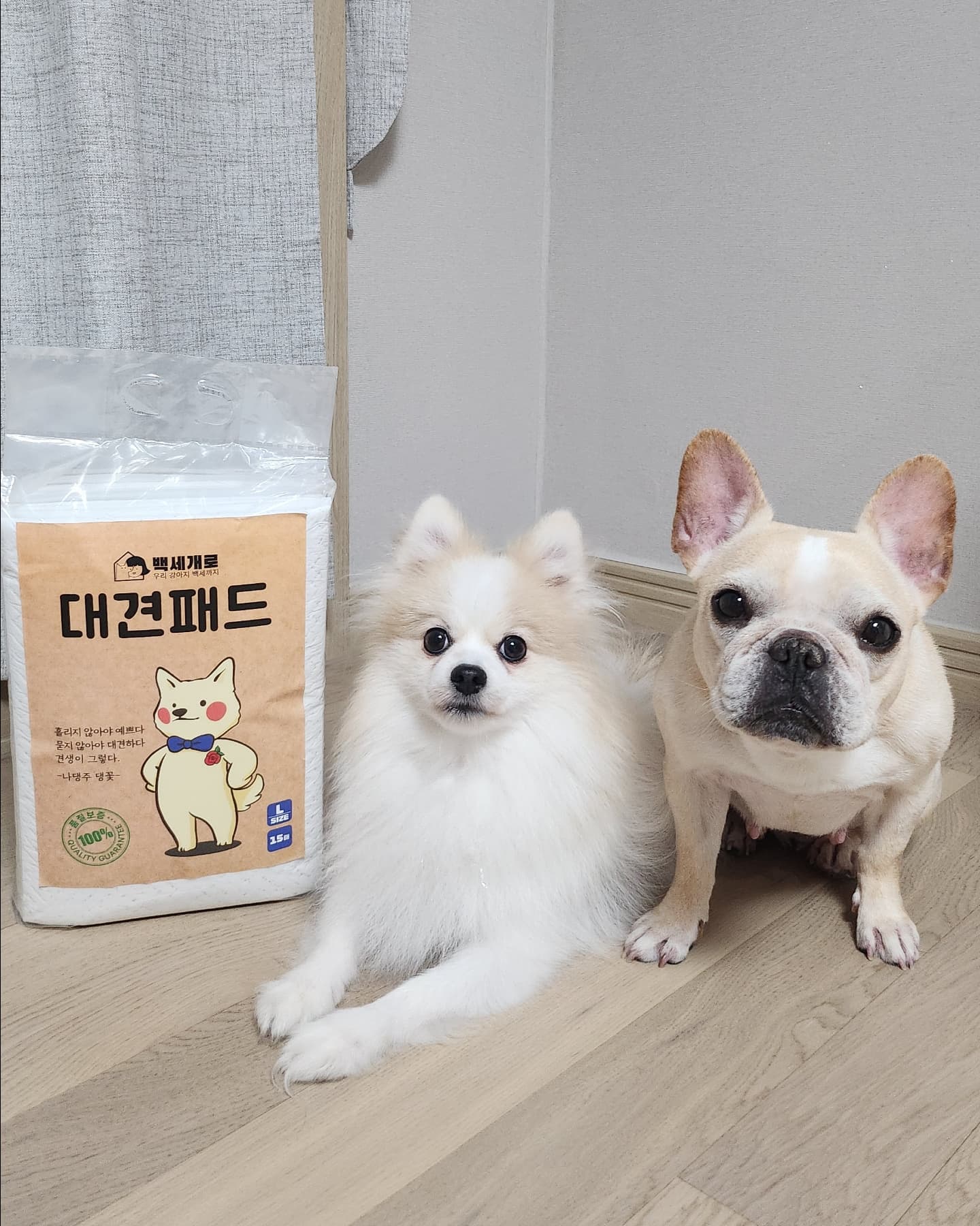 #제품제공 #백세개로서포터즈
#오늘의모델견 #체리 #앙꼬

#대견패드

✔️아토피 및 알레르기 유발 성분 ZERO 
✔️양이 많거나 여러번 싸도 오랜 지속력
✔️대나무 참숯 필터지로 향균 및 탈취력
✔️모서리 샘, 냄새 , 발도장 걱정은 NO
✔️엘스티토모사 정품 SAP의 대용량 흡수력 
✔️펄프 두께를 줄여 쓰레기 배출량 최소화 
 ✔️엘스티토모사 정품 SAP의 대용량 흡수력

❤️첫 구매 체험팩 500원 & 무료배송 이벤트❤️

사이즈가 2가지라 아이들에 따라 구매가능하고
L사이즈는 정말 커서 다견가정 또는 대형견 집에 
완전 완전 ⭐️강추⭐️합니다.

패드 유목민 대견패드로 정착해보자구요👍

🏷100_doglife 

#백세개로 #대견패드 #배변패드 #애견패드 
#강아지릴스 #릴스타그램 #백세개로서포터즈