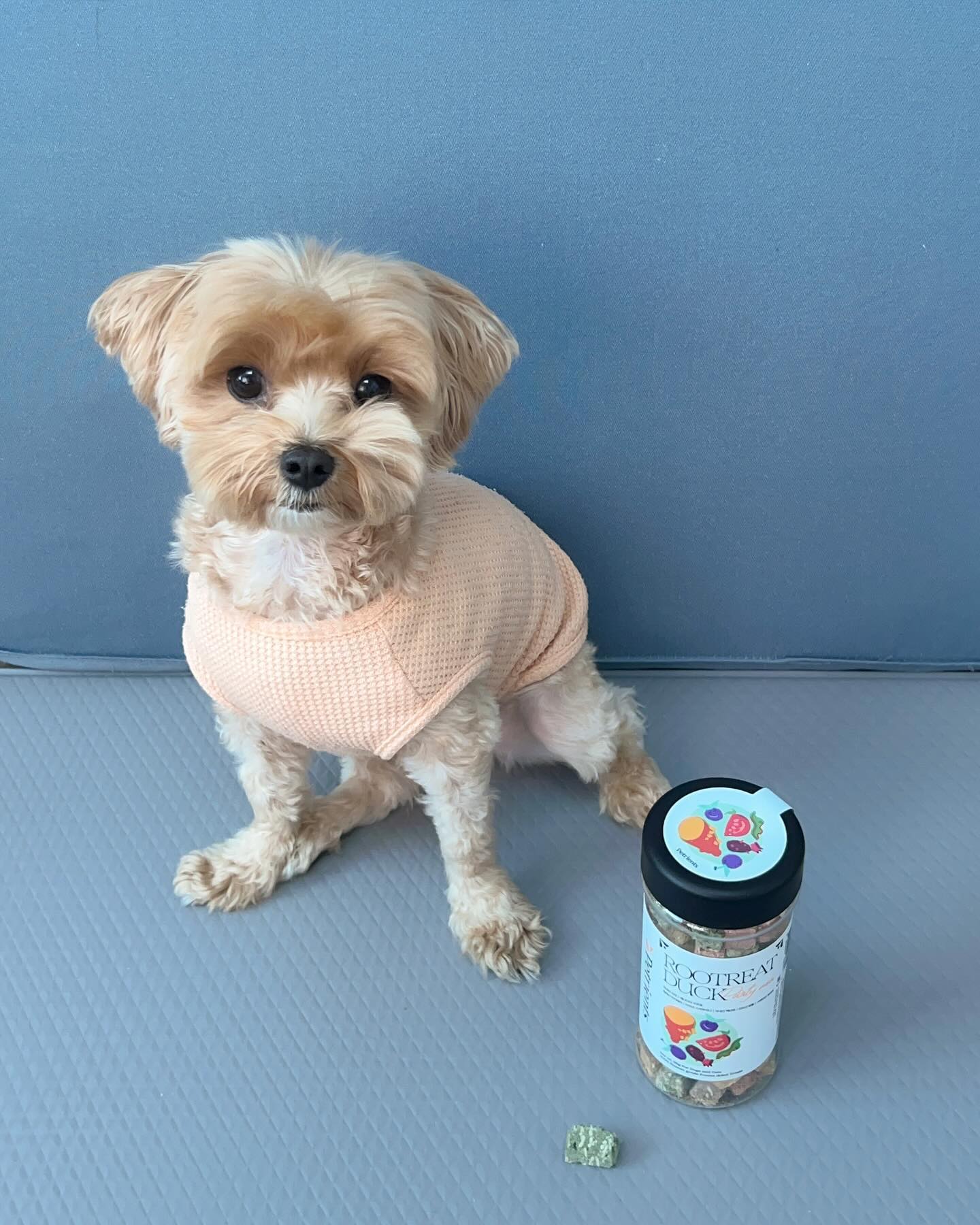 #협찬 #강아지트릿 #고양이트릿 #동결건조 #dog #동결건조트릿 #애견트릿 #강아지트릿추천 #강아지간식 #강아지간식추천

피슈가 좋아하는 4색 펫트리언츠 루트릿 동결건조 간식 🌈

- 사용된 재료들이 모두 알러지 발생 확률이 높지 않고 저염분, 저칼로리라 살찔 걱정없이 급여 가능 🥗
- 휴먼그레이드 제품으로 펫푸드 전용 HACCP 공장에서 생산 ✅
- 강아지, 고양이 겸용으로 통째, 가루, 물애 불려서 등 모든 급여 가능 🐶🐱
- 다섯가지 라인이 합쳐진 제품으로 각각의 원료들이 좋은 원산지를 꼼꼼하게 엄수 🔅
- 그렇게 꼼꼼히 엄선된 자연 원물이 가진 본연의 맛과 색으로 영양을 그대로 담은 건강한 동결건조 간식 🦴

🔗 https://www.coupang.com/vp/products/39587103?itemId=14428225970&vendorItemId=87403031360&isAddedCart=