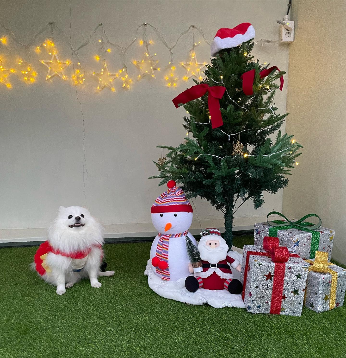크리스마스엔 불멍이지🔥🎄
눈은 못봤어도 대신 엄마랑 신상 바베큐장 다녀와따❤
다들 크리스마스 잘 보냈냐멍!

#하루셀프바베큐 
#청도애견동반식당 
.
.
#우리 #포메스타그램 #포메라니안 #폼피츠 #일상 #일상스타그램 #강아지일상 #멍팔 #맞팔 #선팔 #견주맞팔 #소통 #소통해요 #패셔니스타 #애견옷 #강아지옷 #강아지모델 #강아지용품 #강아지그램 #강아지스타그램 #강아지인스타그램 #견스타그램 #댕댕이스타그램 #강아지 #인싸