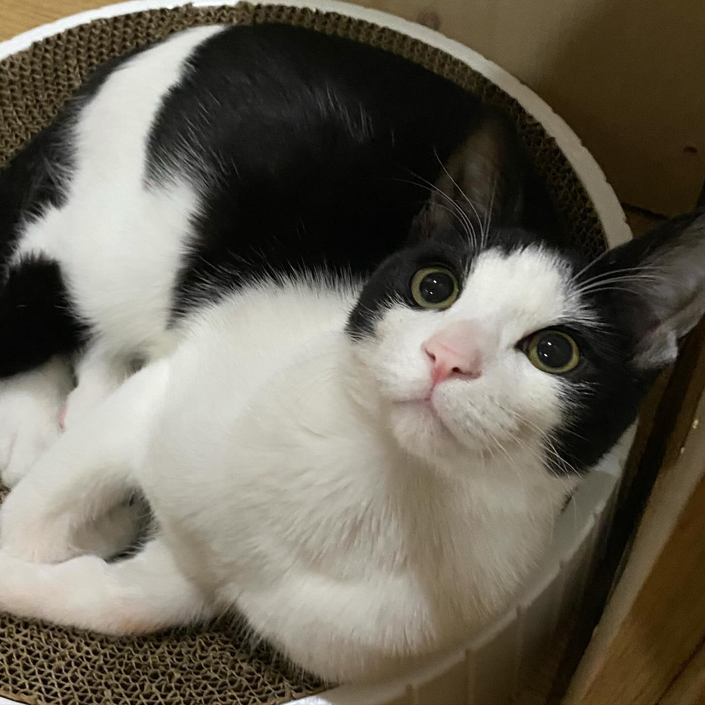 즐겁고 행복하고 배부른 설명절 보내세용냥🧧🩷🙌

⠀

#고양이 #cat #냥스타그램 #catstagram #캣스타그램 #일상 #반려묘 #냥이 #집사 #고양이스타그램 #catsofinstagram #daily #cats #kitty #고양이그램 #猫 #neko #개냥이 #소통 #고양이집사 #데일리 #맞팔 #instacat  #야옹이 #반려동물 #코숏 #집사그램 #kitten #pet #Koreanshorthair