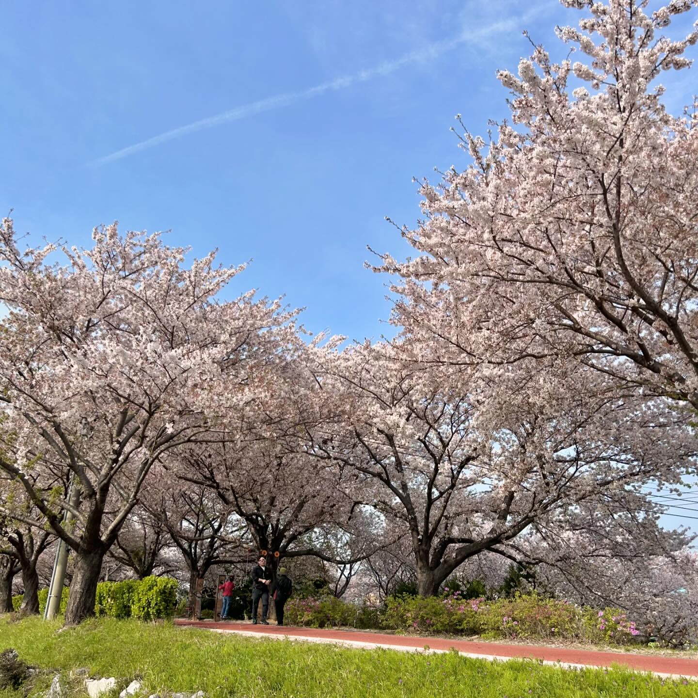 이번주도 끝~🩷🌸

삼락공원 벚꽃길 산책하고~ 
공원에서 자전거 대여해서 자전거 나들이🚲

도시락도 싸갔는데 룽지 챙기랴 애들 챙기랴 
돗자리깔고 먹기바빠서 사진 생략😇

+내사진도 생략😂

연우 컨디션 조절때문에 멀리는 못가도 
요렇게 산책겸 바람쐬러 나오니 힐링되는듯🥰

건강하자 내새꾸들❤️

#삼락생태공원 #삼락벚꽃길 
#부산벚꽃 #벚꽃나들이 
#반려견스타그램 #시바이누