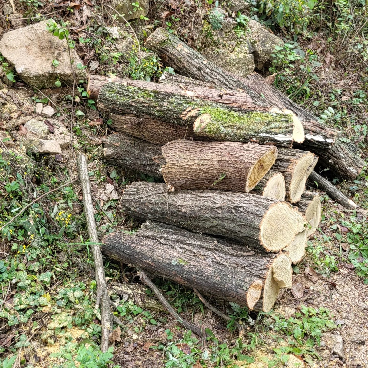🌳쓰러진 나무들

참나무(도토리)와 아까시나무

둘다 꿀벌들의 먹이가 되는
꽃가루 화분과 꿀을 얻는 밀원수.
비가 많이 와서 쓰러진 나무들이다.

나무가 길을 막아버리면 봉장을 다닐 수 없어
국유림관리소에 전화했다.

국유림 근접한 ⛰️ 농지를 찾습니다...
봉이들과 🍯 농사지을 그런 땅 어디 없나요?

나무 2그루 작업에 작업자가 많이 오셨다 🤗
통나무로 잘라주고 가셨는데, 바로 챙겼으면
옮기기 수월했겠죠? 출장으로 인해 ... 
👨‍🌾 무거운 통나무를 혼자 옮겼습니다🤣
고맙습니다.

------------------------------------------------------------

🍯 충주愛 살고 Farm

호암지 행사에 쓸 전단지 작업
기존 리플렛에 정리된 내용으로
충주 업체에서 수월한 작업 진행 ☺️

10월 21~22일 충주愛 살고 Farm

4-5년 째 진행되는 귀농귀촌 행사로
충주 호암지 생태공원에서 진행됩니다 ^^ 
꿀 맛보실 분 놀러 오세요.

🐝 추석 연휴에 프리미엄 꿀 품절!

여러분이 찾아주신 덕분에 
충주 프리미엄 꿀이 없어
꿀 담을 유리병 사러 출장을 다녀왔어요 !

오전에는 꿀벌들 겨울나기,
월동식량 넣어주고 있어요. ^^ 

------------------------------------------------------------

☕️ 재건사 커피 : 재건문구사가 카페로 변신 ! 
시그니처 커피 맛보세요 ^^

🎈몽마르뜨 : 점심 메뉴를 찾아서 
돈까스 먹으러 갔는데 많이 느끼하지 않은 돈까스
쫄면이랑 돈까스 추천드려요. 

------------------------------------------------------------

둘다 안성에서 처음 가본 장소입니다 ☺️

만약 타지 가서 맛집을 찾는다면
녹색창에서 맛집을 검색하고,
내 위치를 지정해주면 가까운 맛집 검색이 가능해요.

후기도 참고, 광고가 있으니 
다 맛집은 아니라는 거 아시죠?!^^

친구들과 여행지에서 실패없는 
카페와 브런치 맛집을 다녀왔어요^^ 

------------------------------------------------------------

요즘 먹거리 : 꿀 먹는 방법

물에 식초와 꿀 타먹고 잠 들어요.

꿀과 식초는 마트표 말고, 
몸에 좋은 것으로 챙겨드세요.

꿀은 이왕이면 조은마음꿀농장 🍯