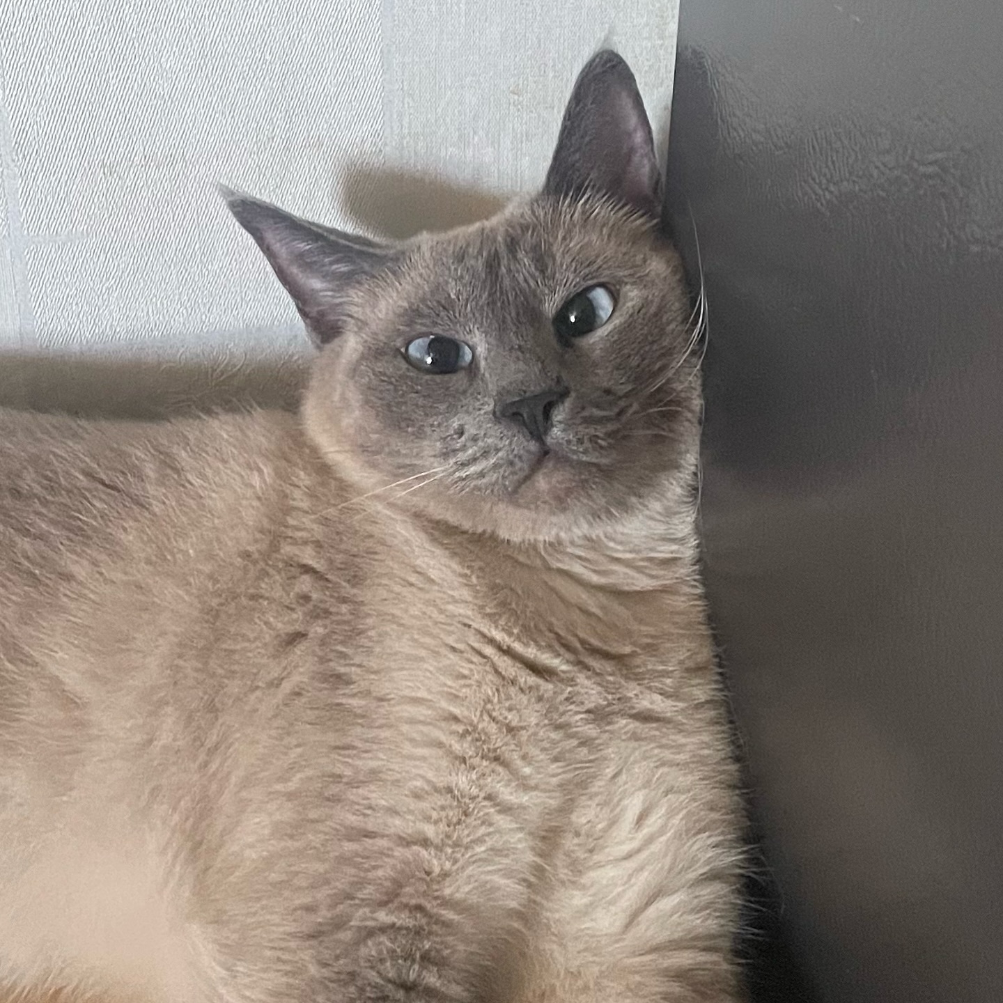 수염 징쨔 기여버 미쳐 ••• 🫶🏻

#고양이