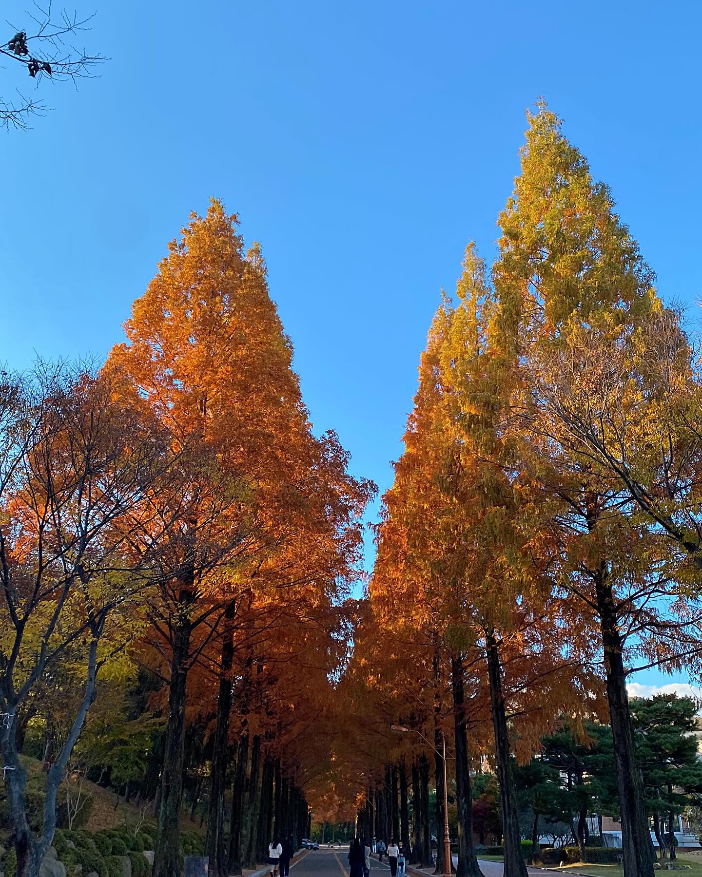 경주부터 오늘까지 올해 마지막 가을 단풍놀이 끄읏🍁